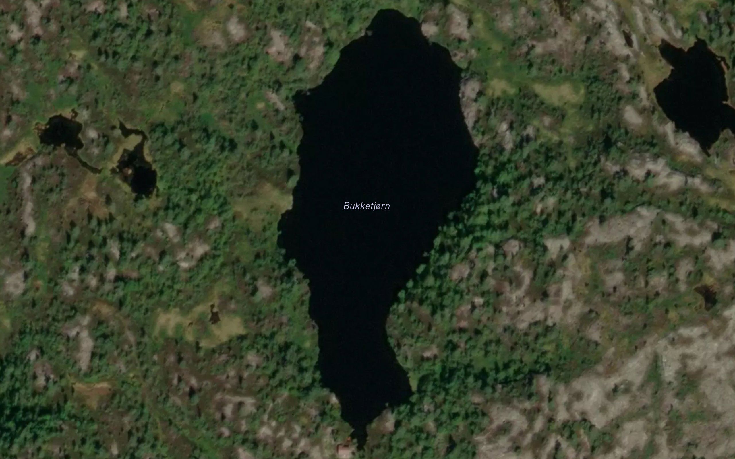 Bukketjorn