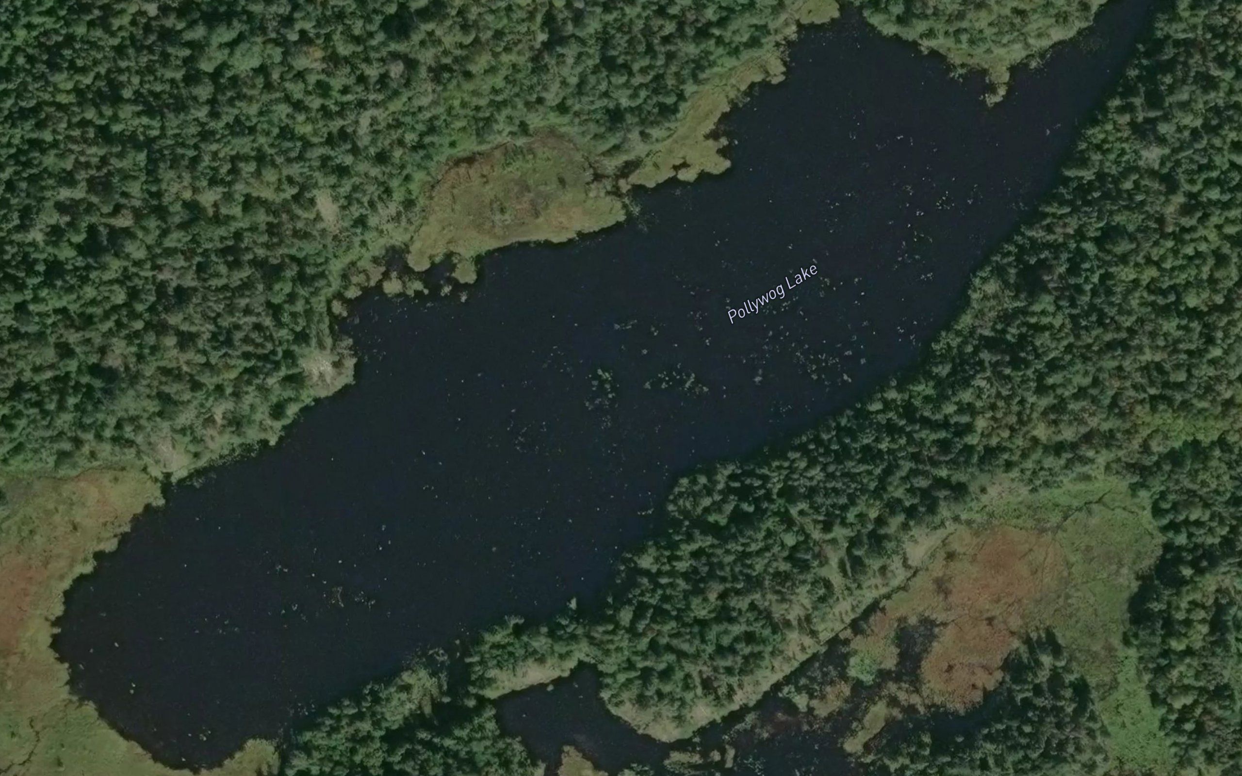 Pollywog Lake