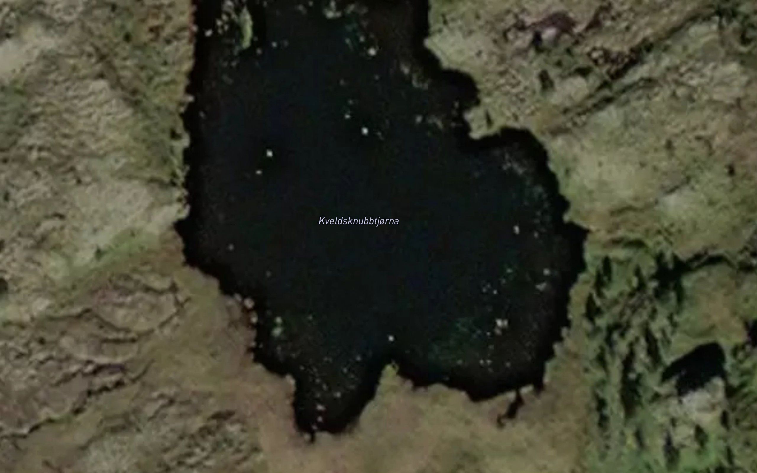 Kveldsknubbtjorna