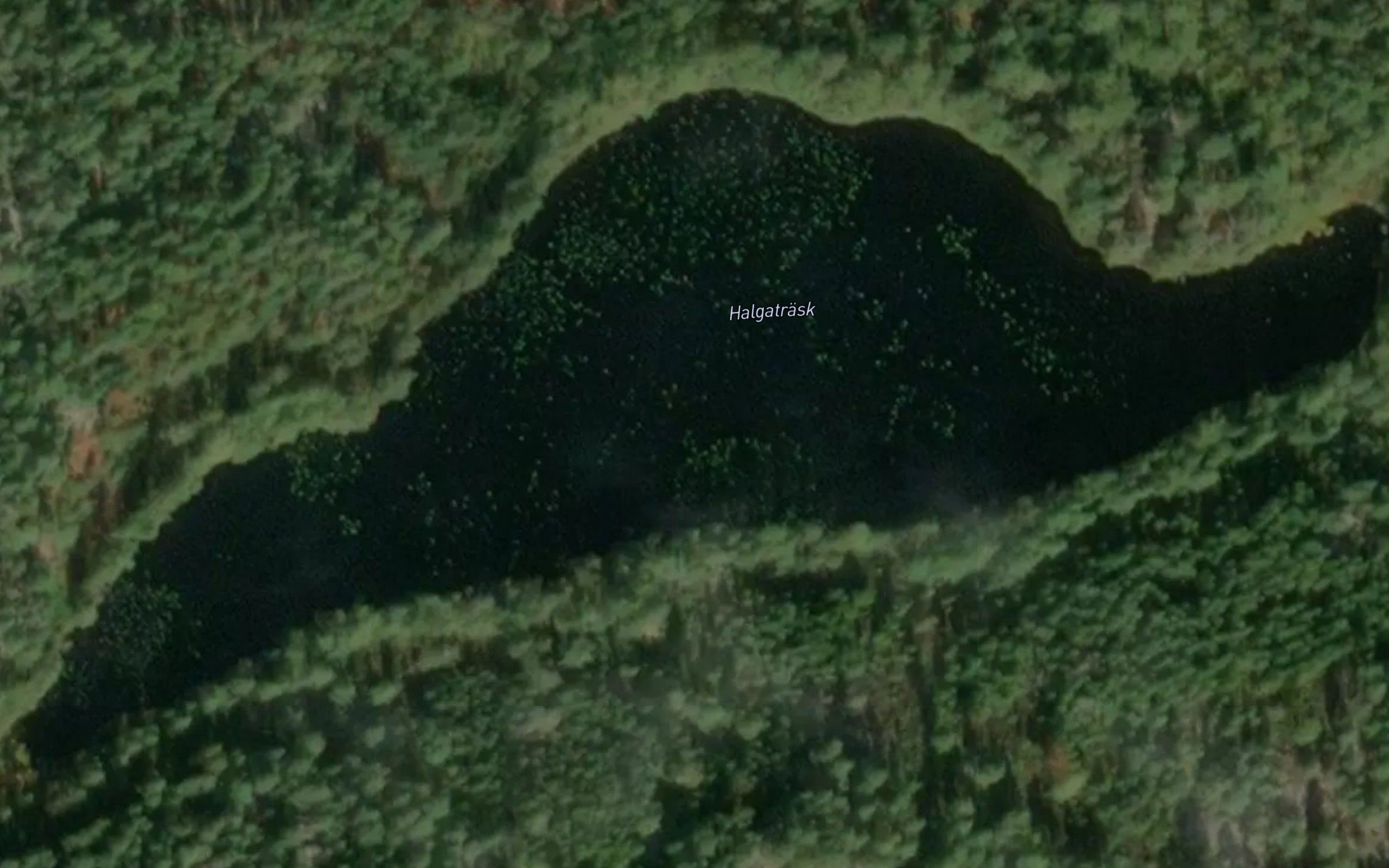 Halgatrask