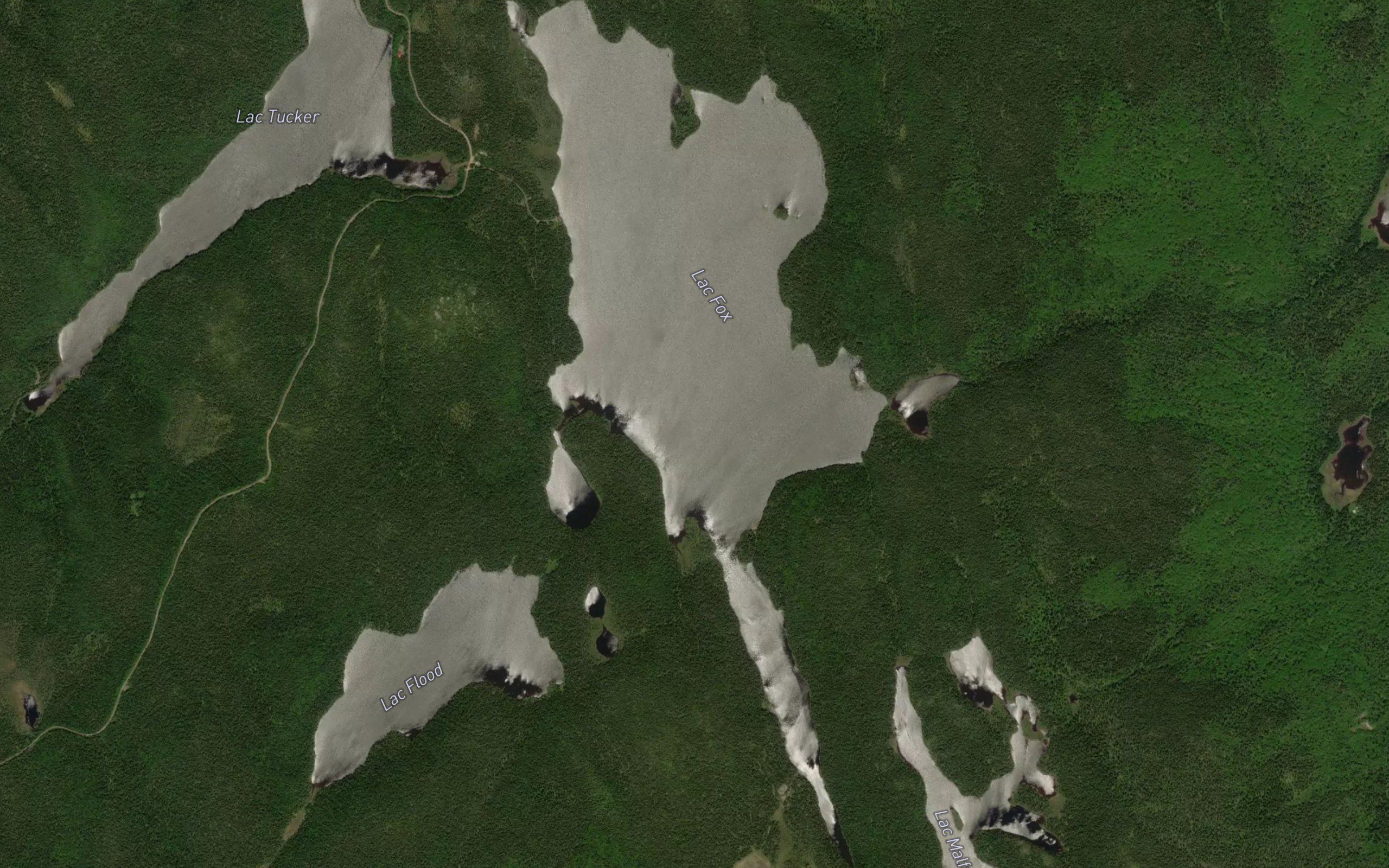 Lac Fox