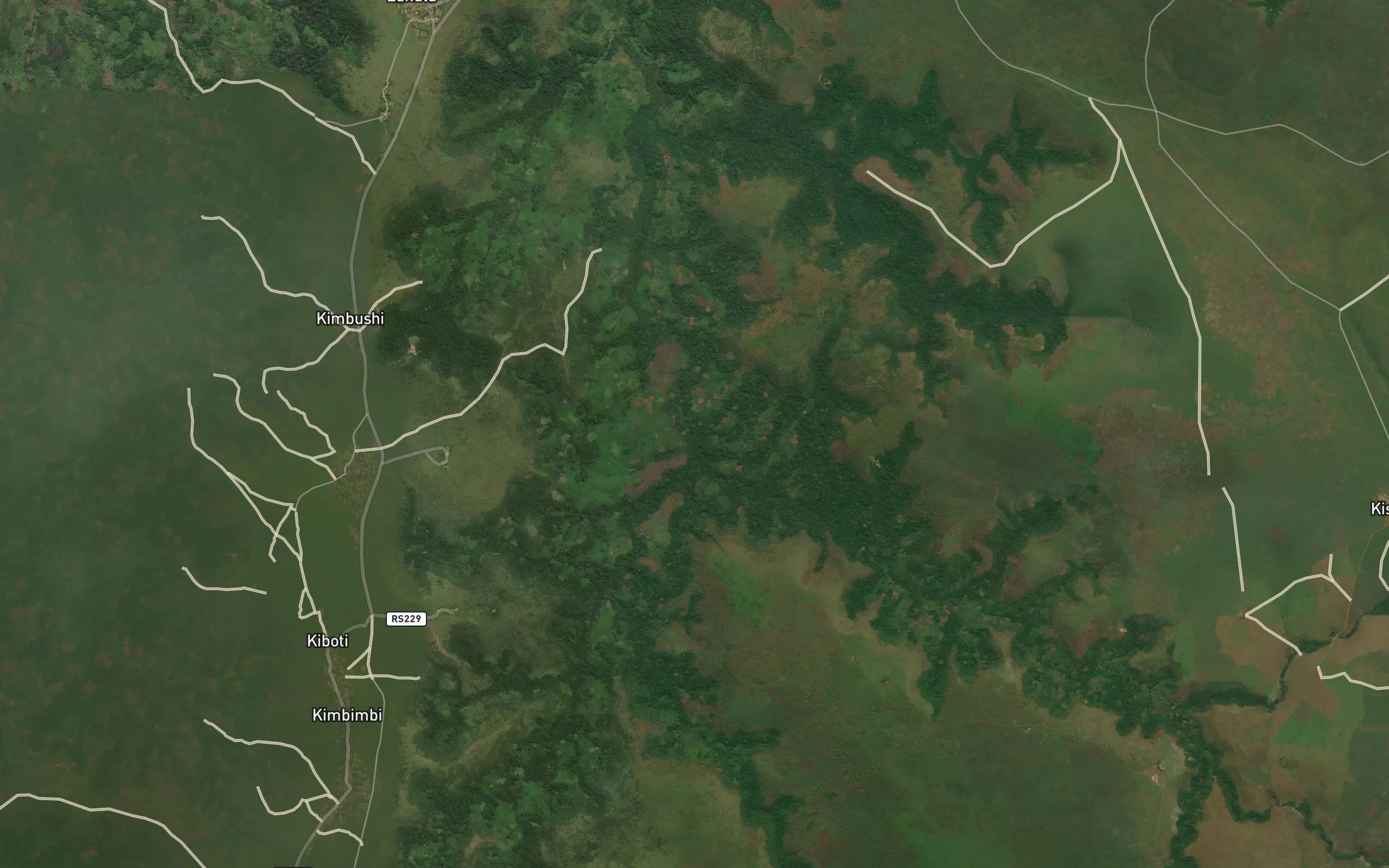 Kingulubi
