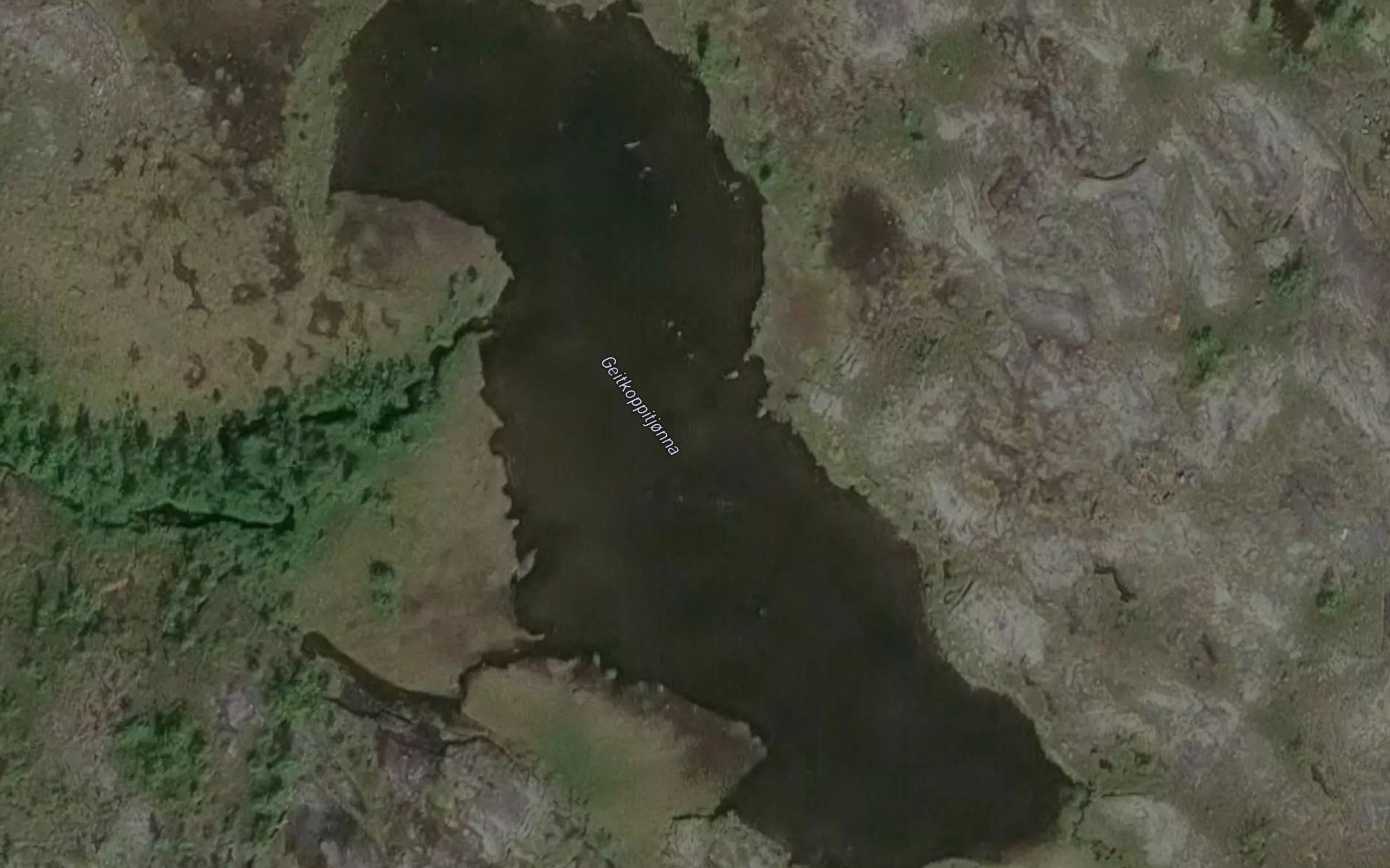 Geitkoppitjorna