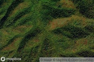 Seng Patch Branch