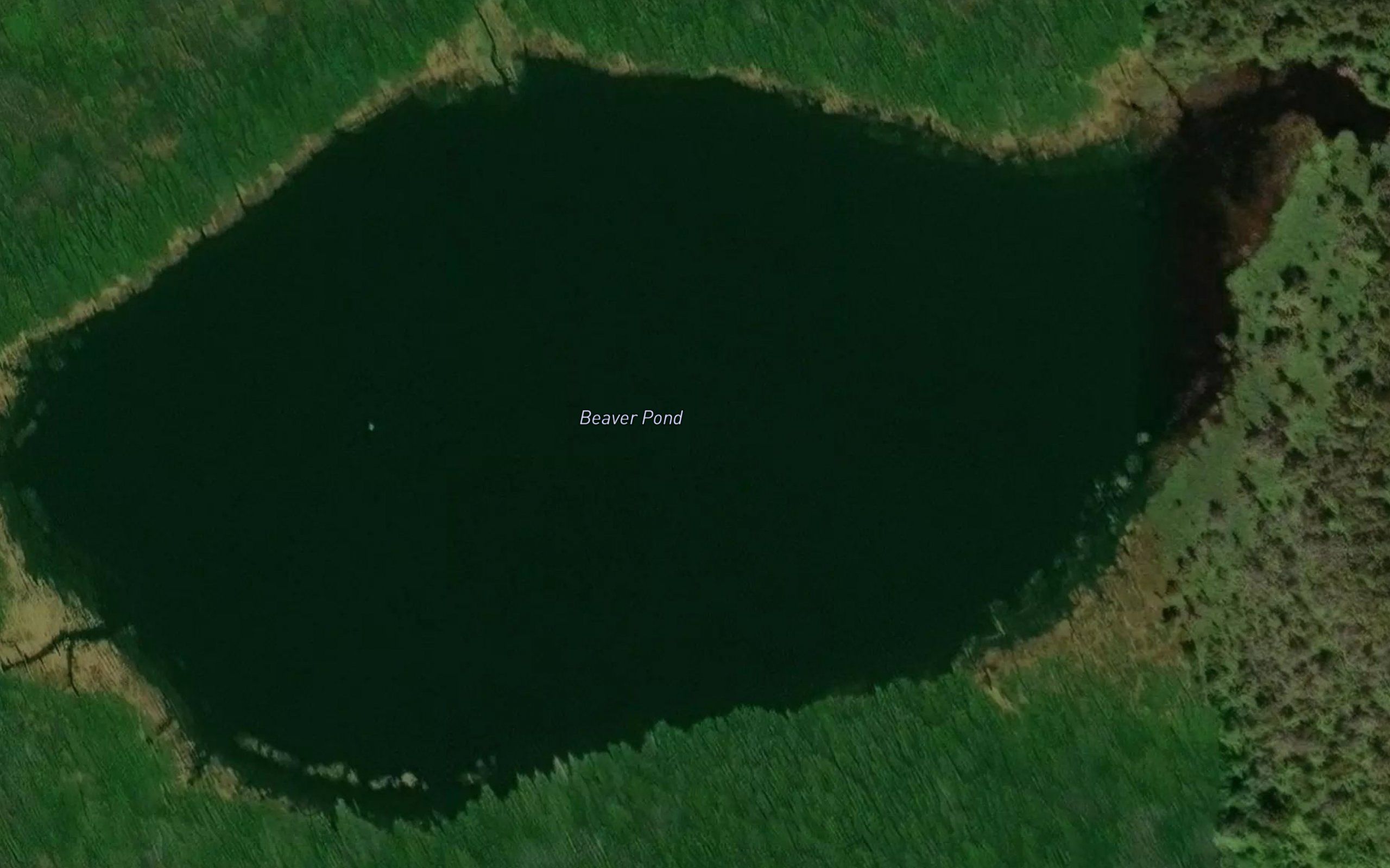 Beaver Pond