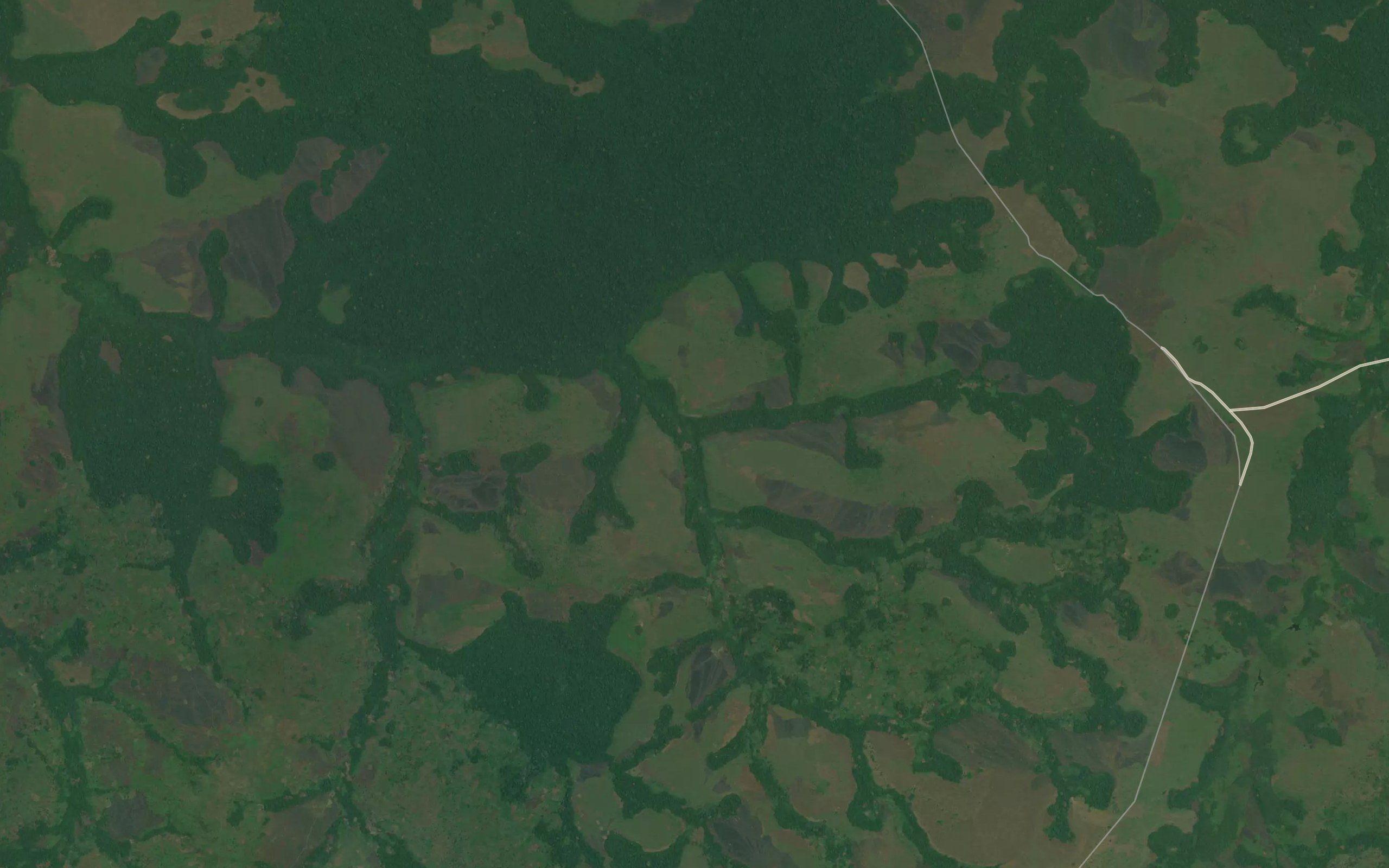 Musangwa