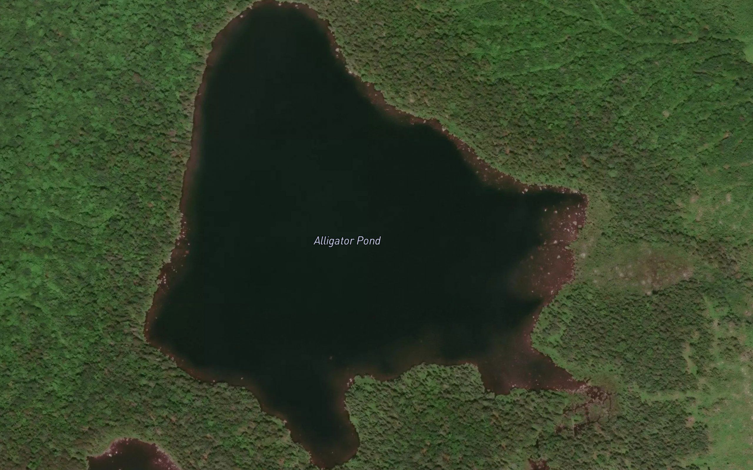 Alligator Pond
