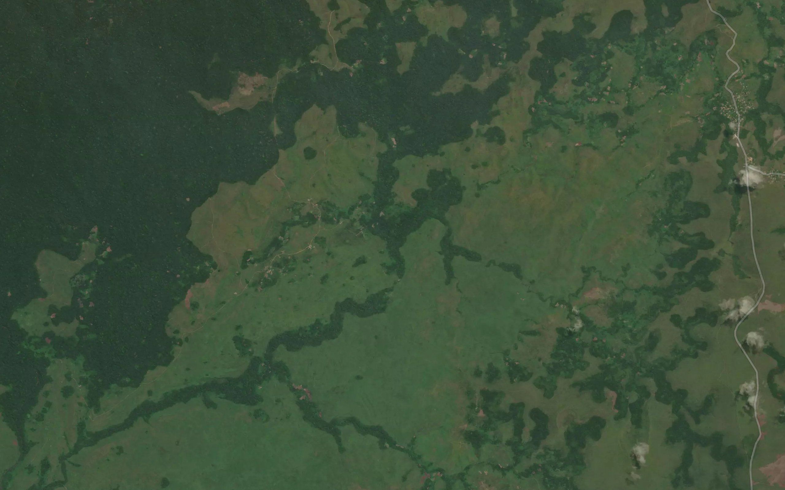 Mankongo