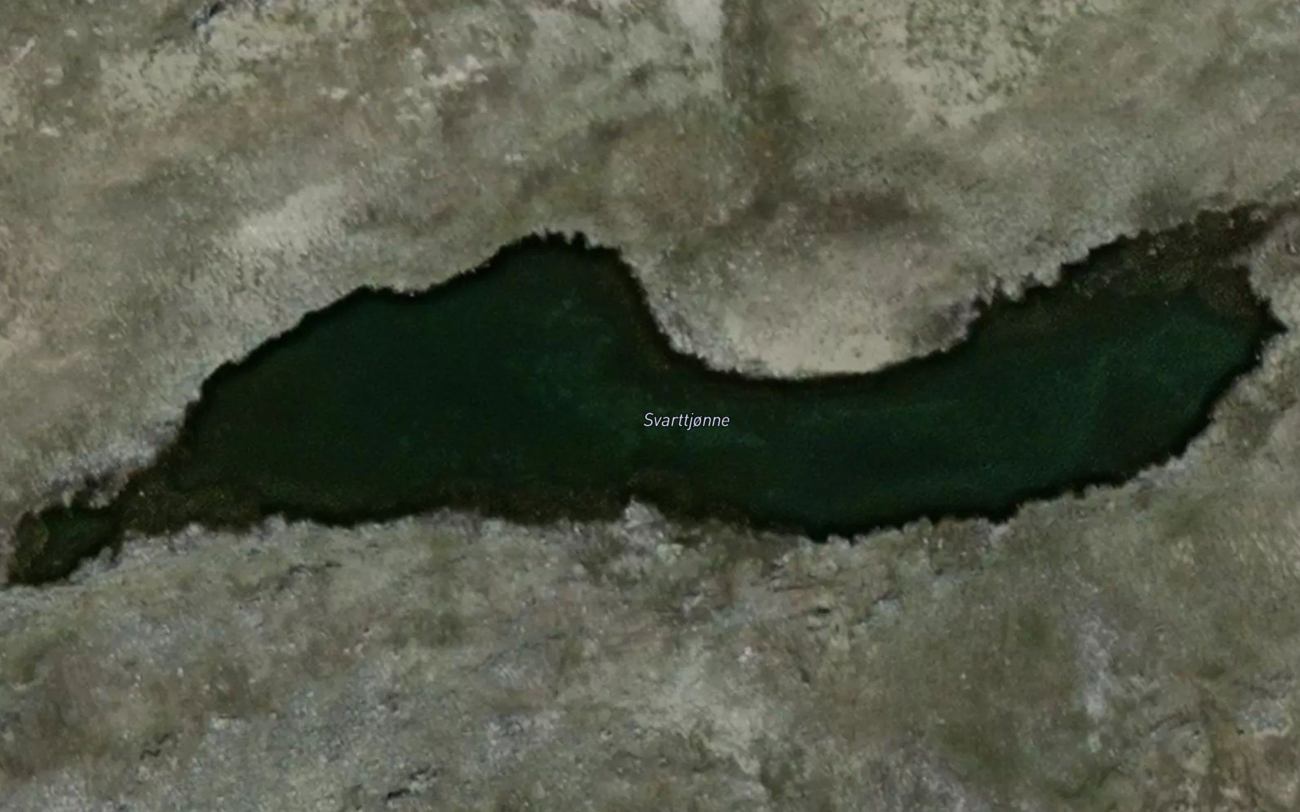 Svarttjorni