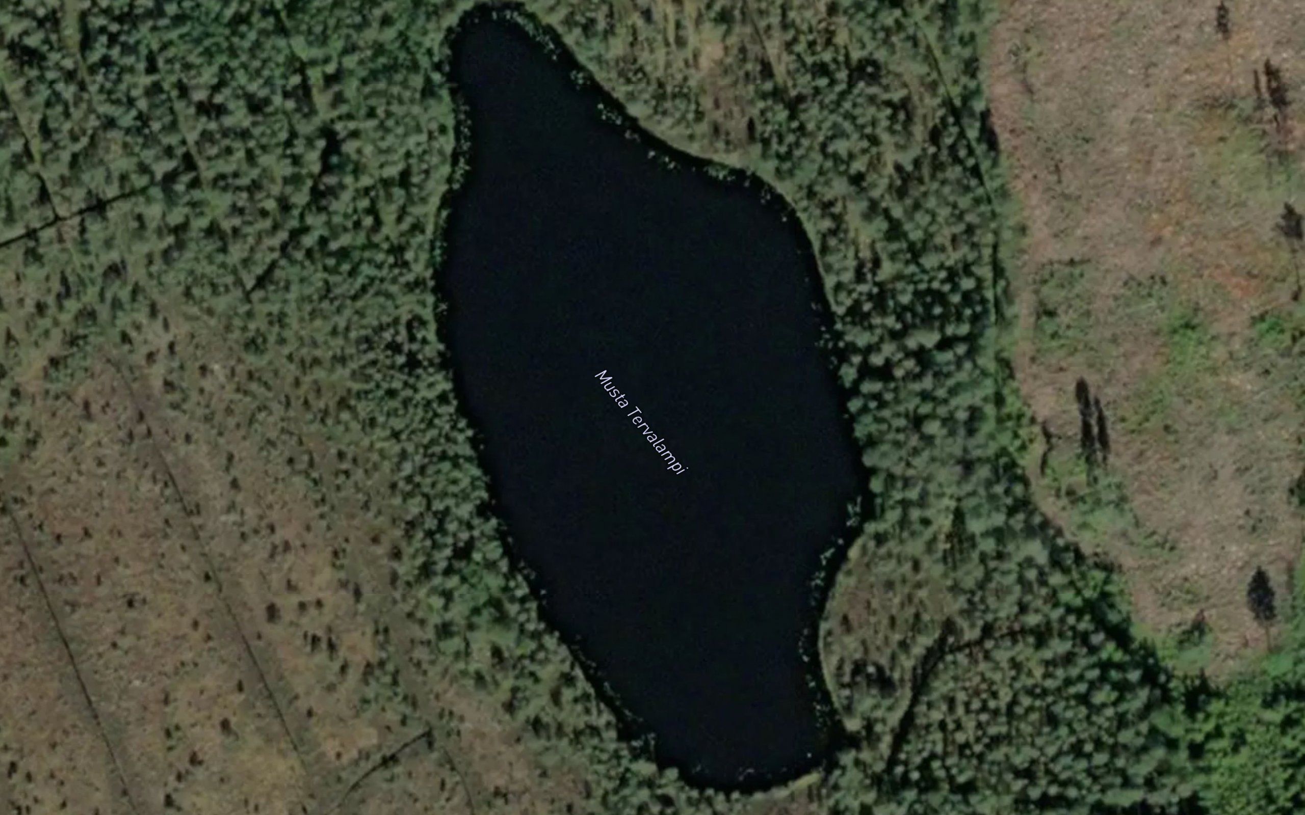 Musta Tervalampi