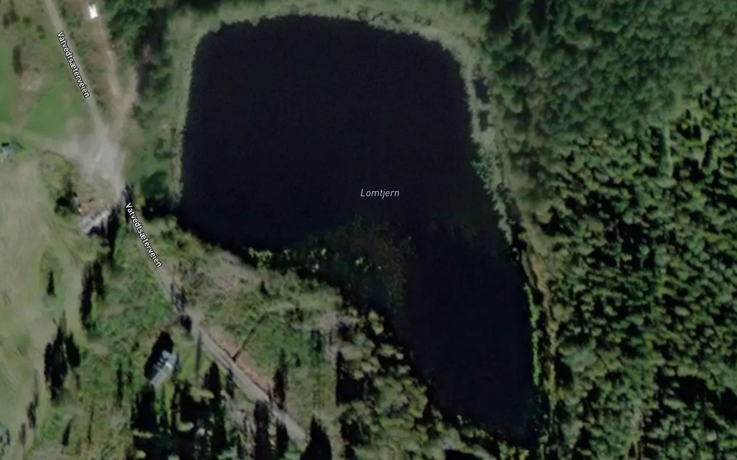 Lomtjern