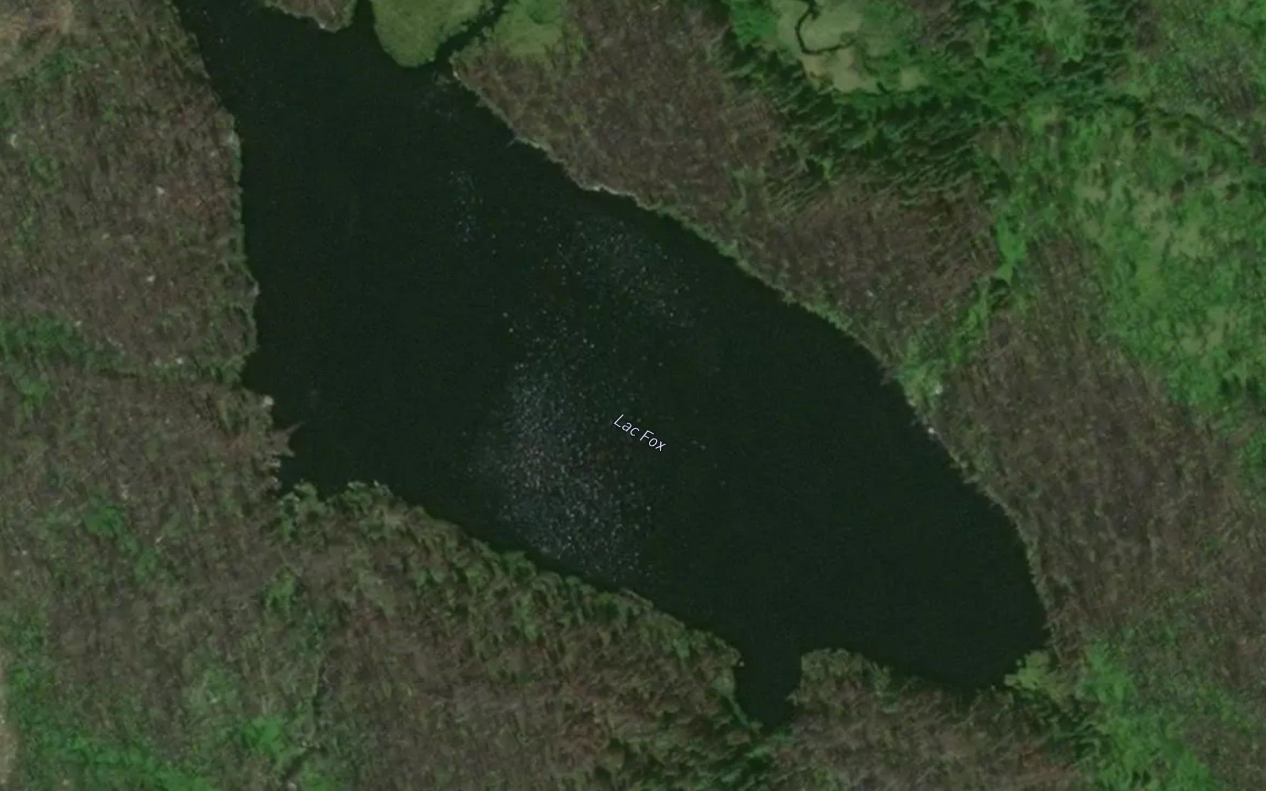 Lac Fox