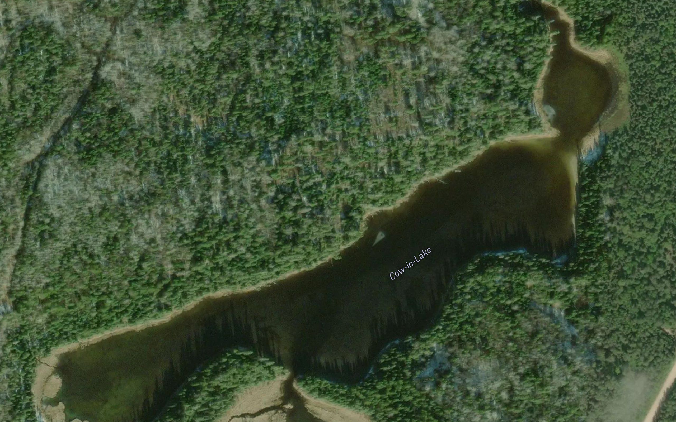 Cow-in-Lake