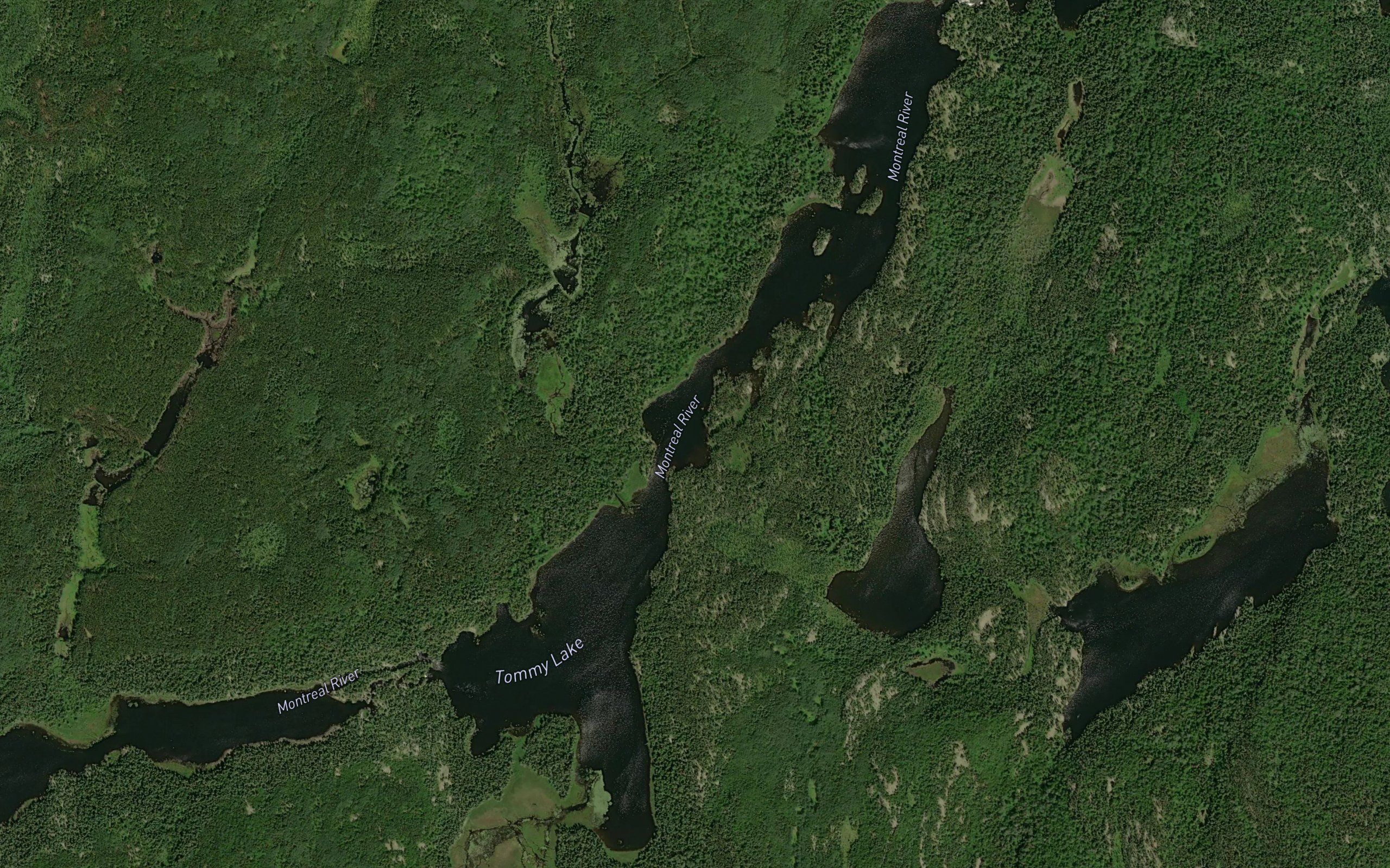 Tommy Lake