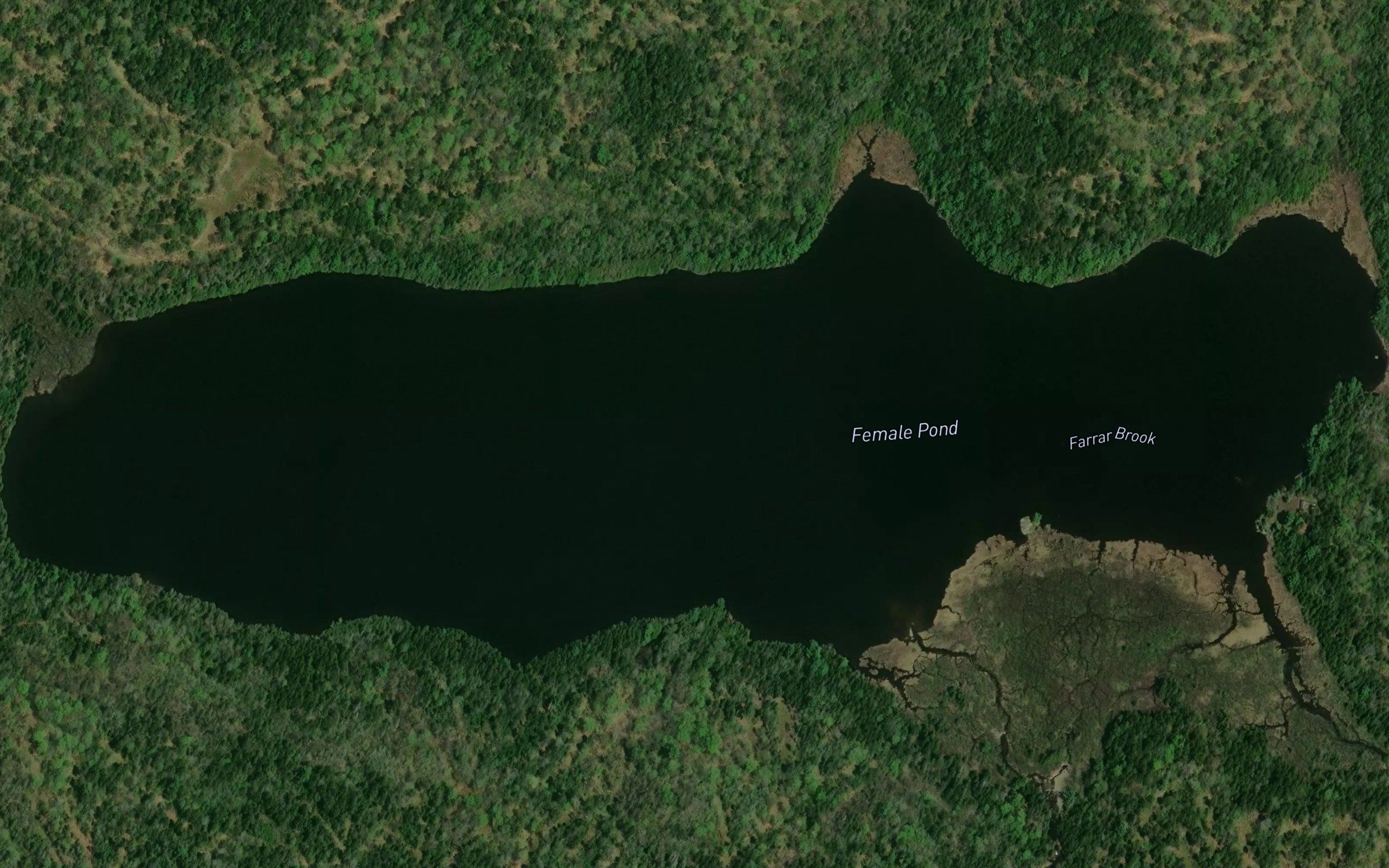 Female Pond