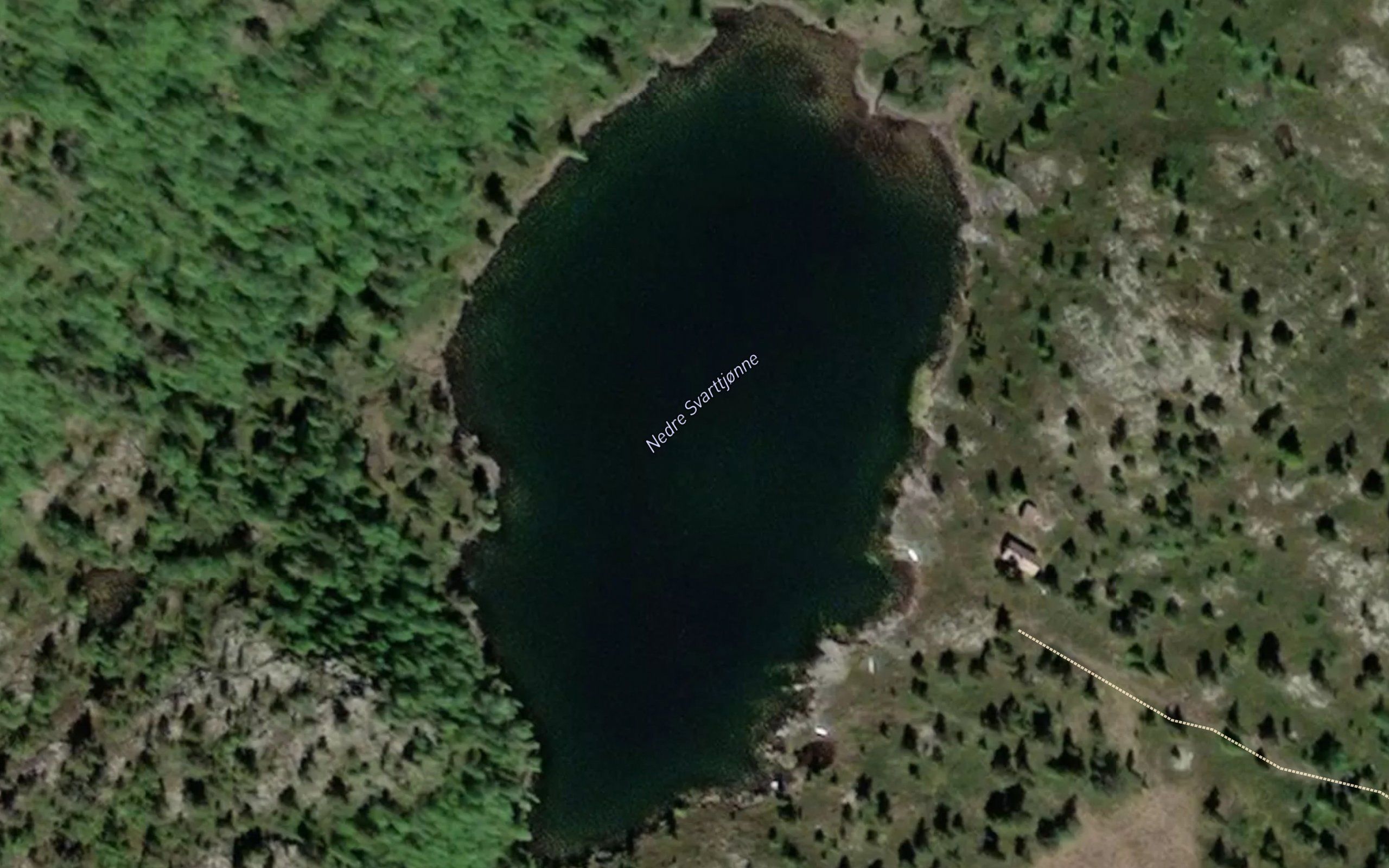 Svarttjorni,s