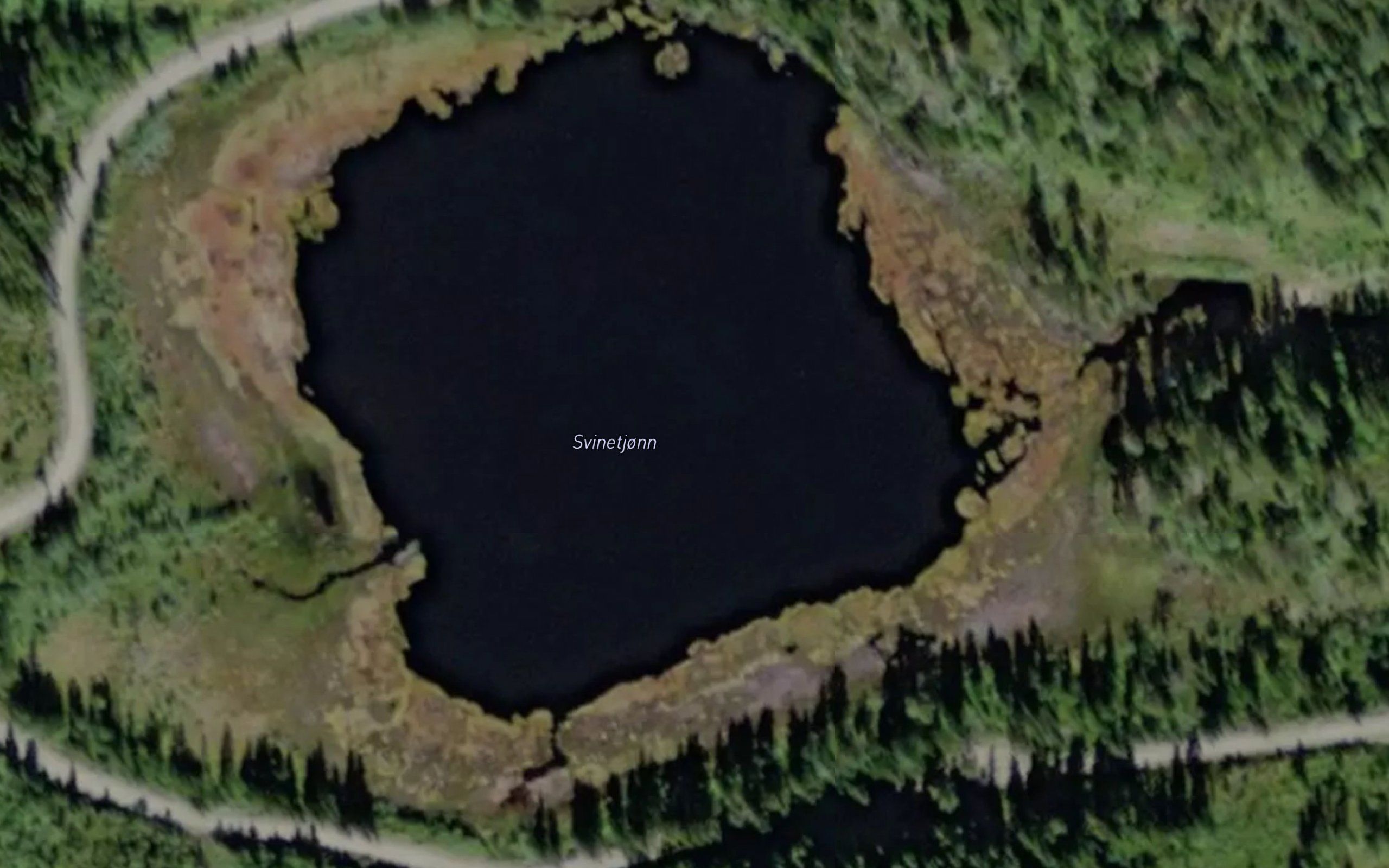 Svinetjorn