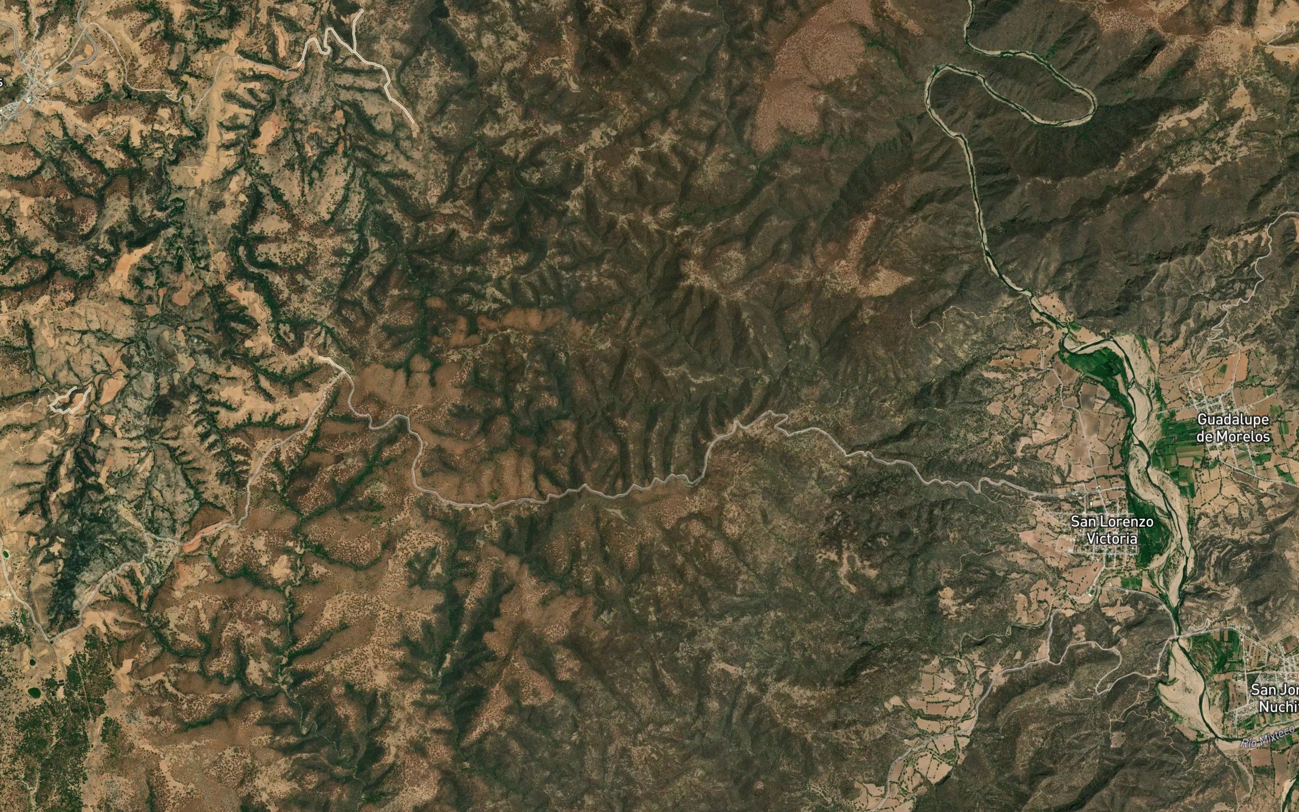 Epazote