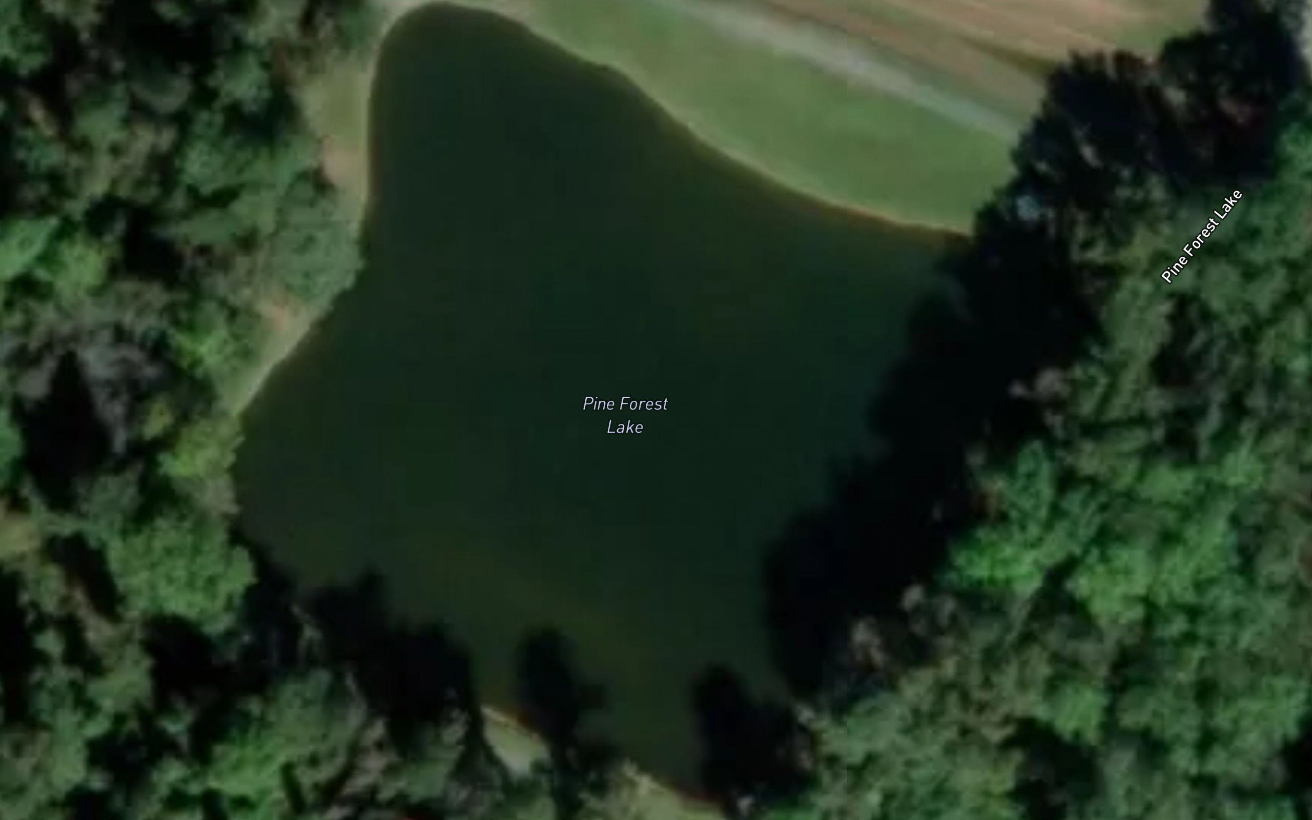 Pine Forest Lake