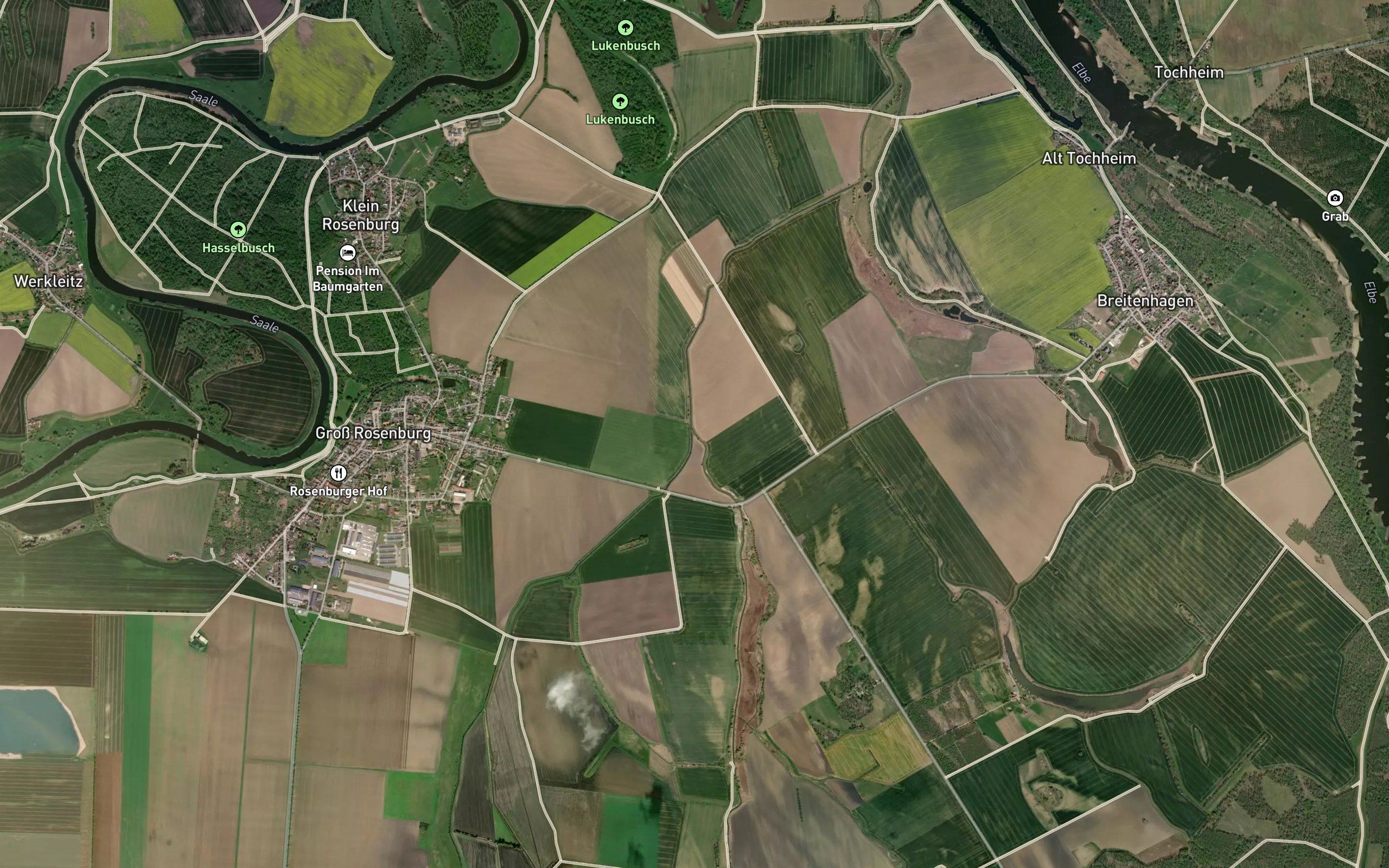 Taube