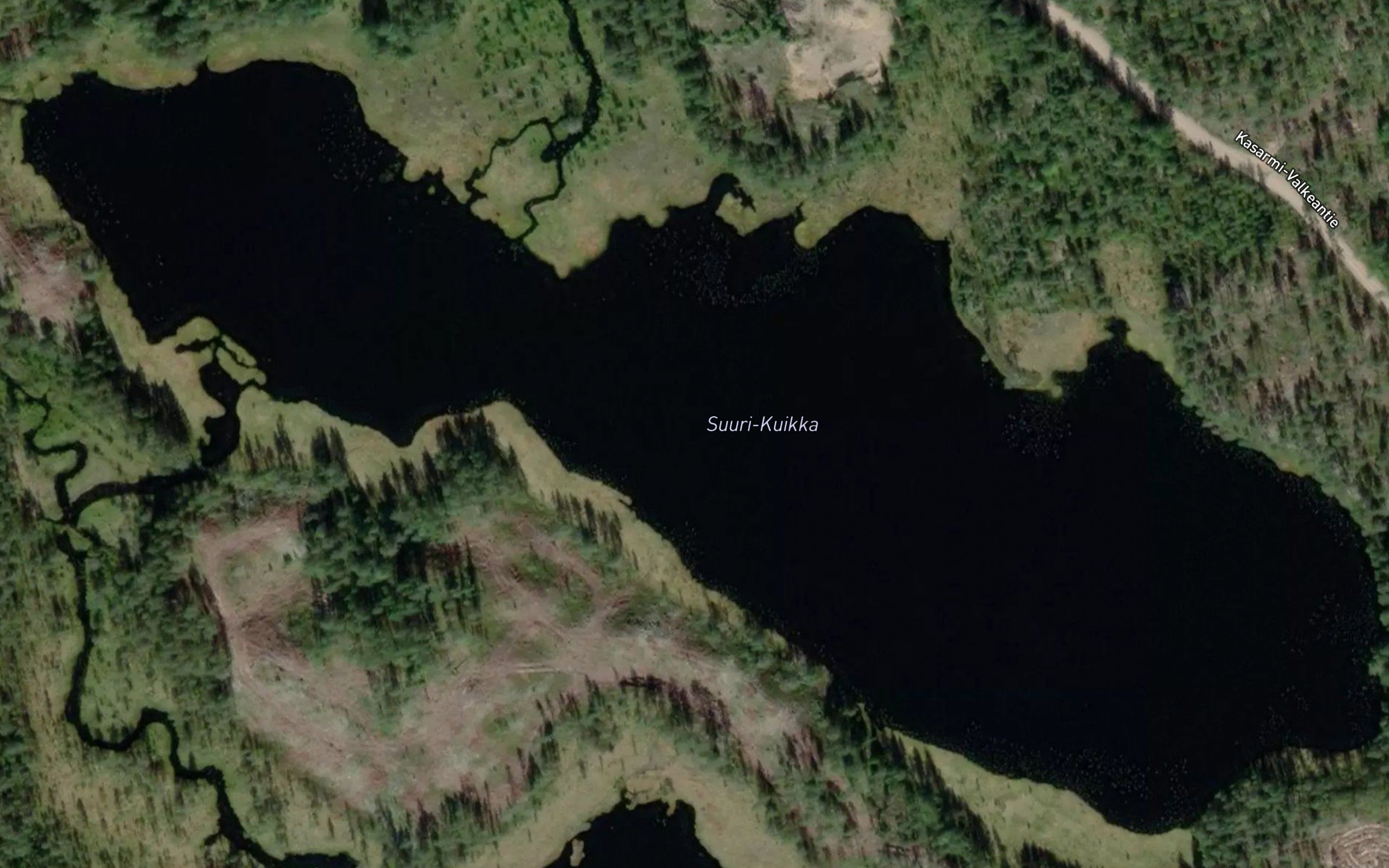 Suuri-Kuikka