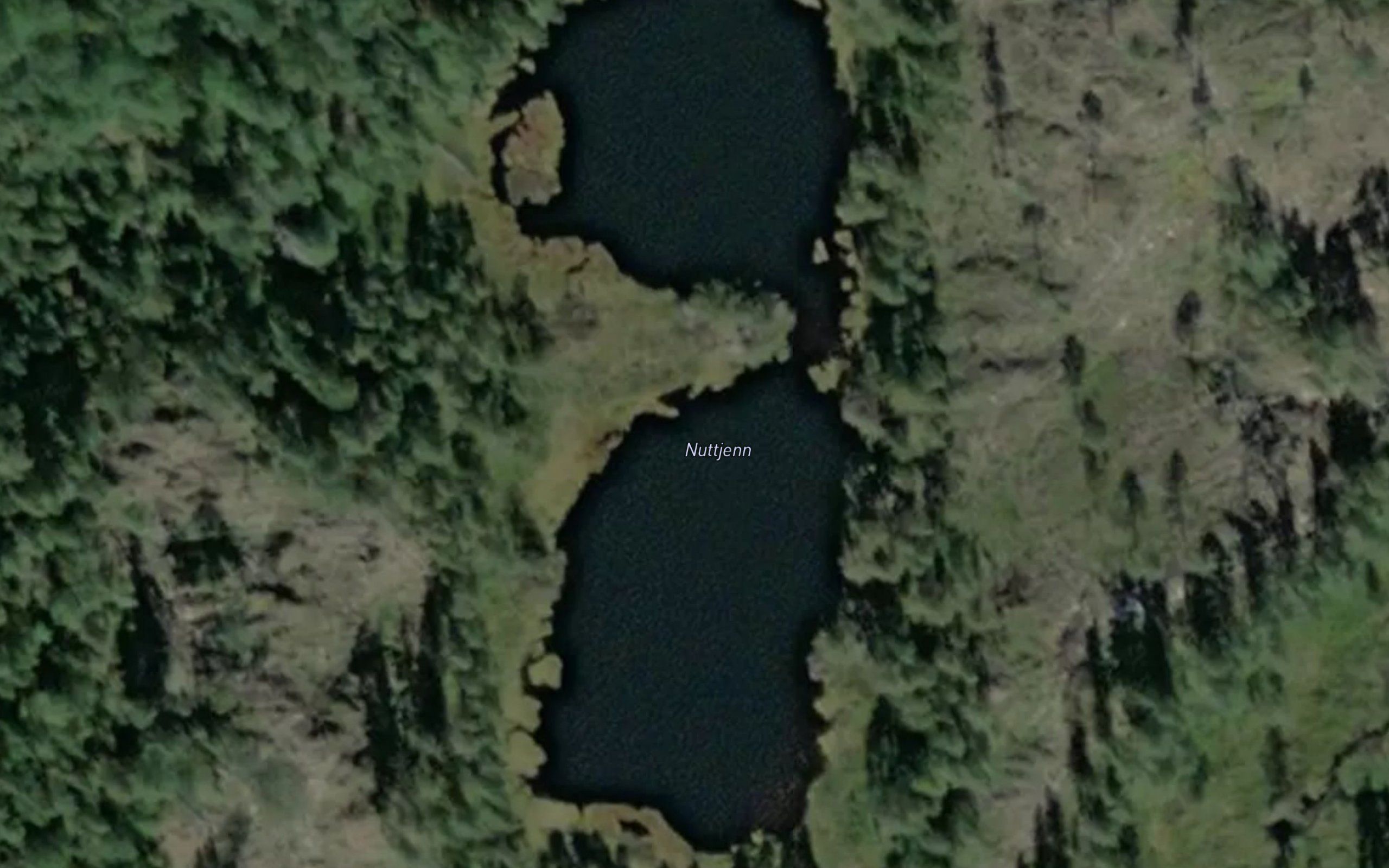 Nuttjern