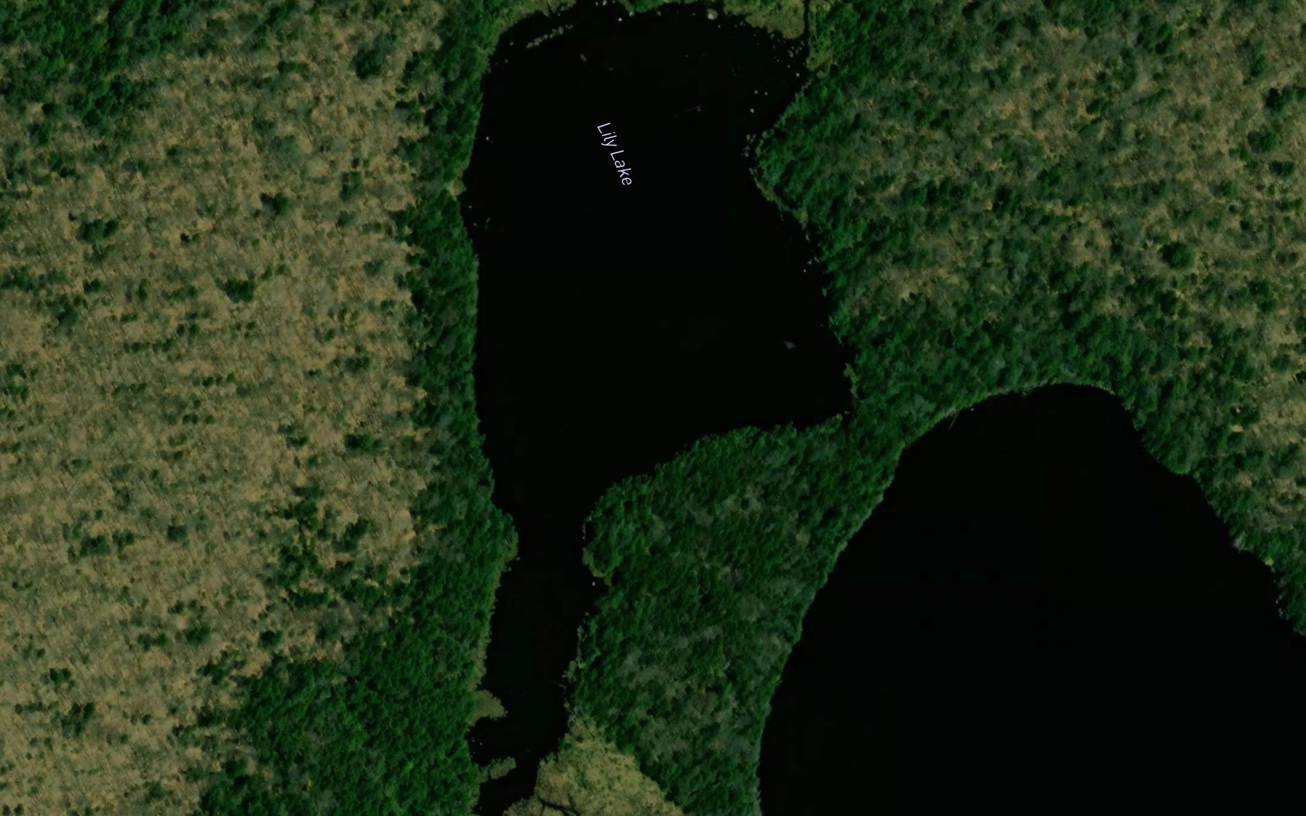 Lily Lake