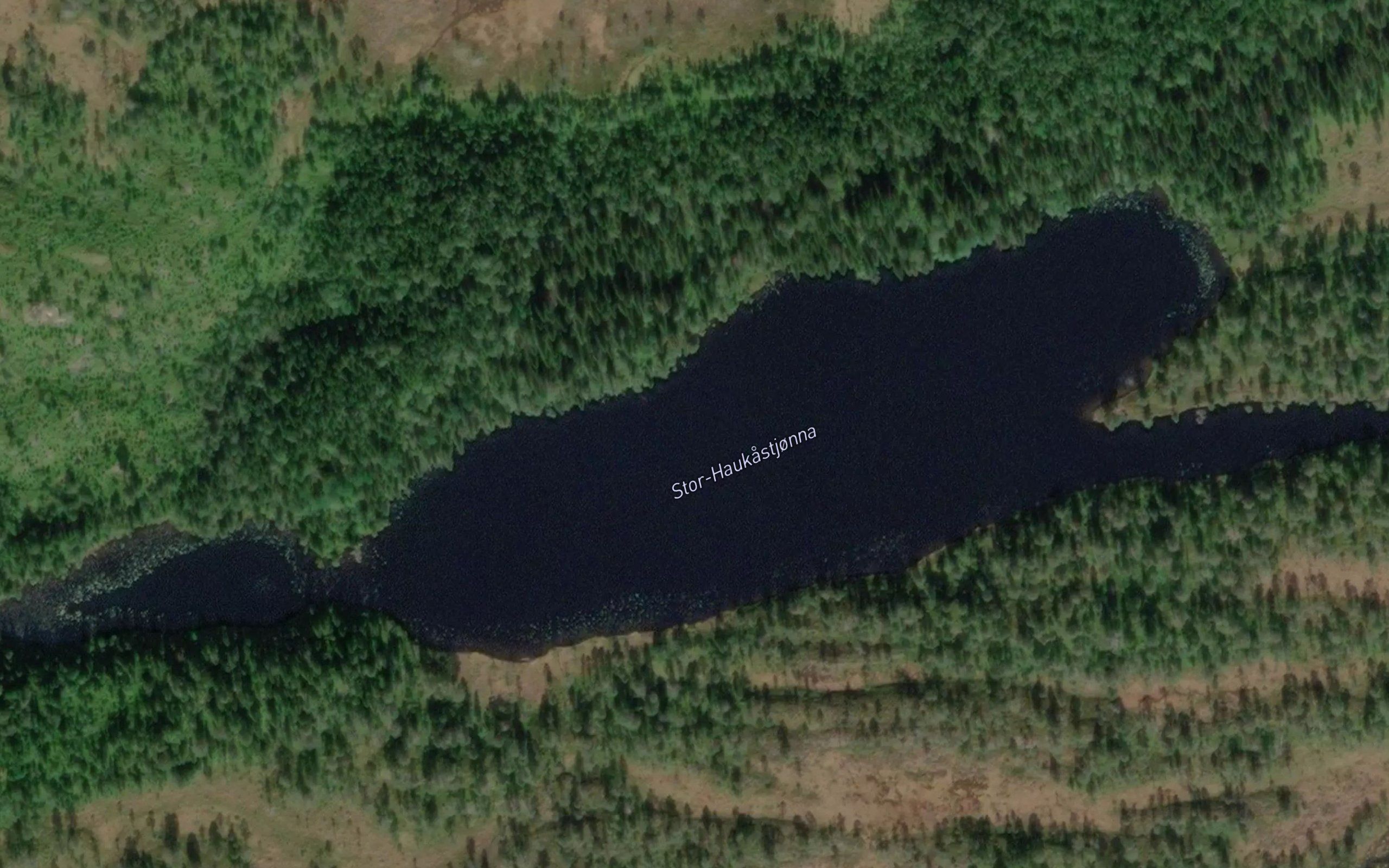 Haukastjornin