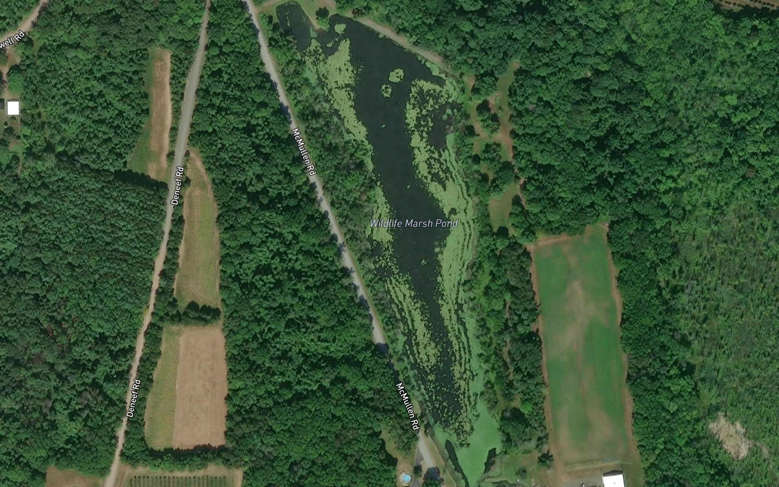 Wildlife Marsh Pond