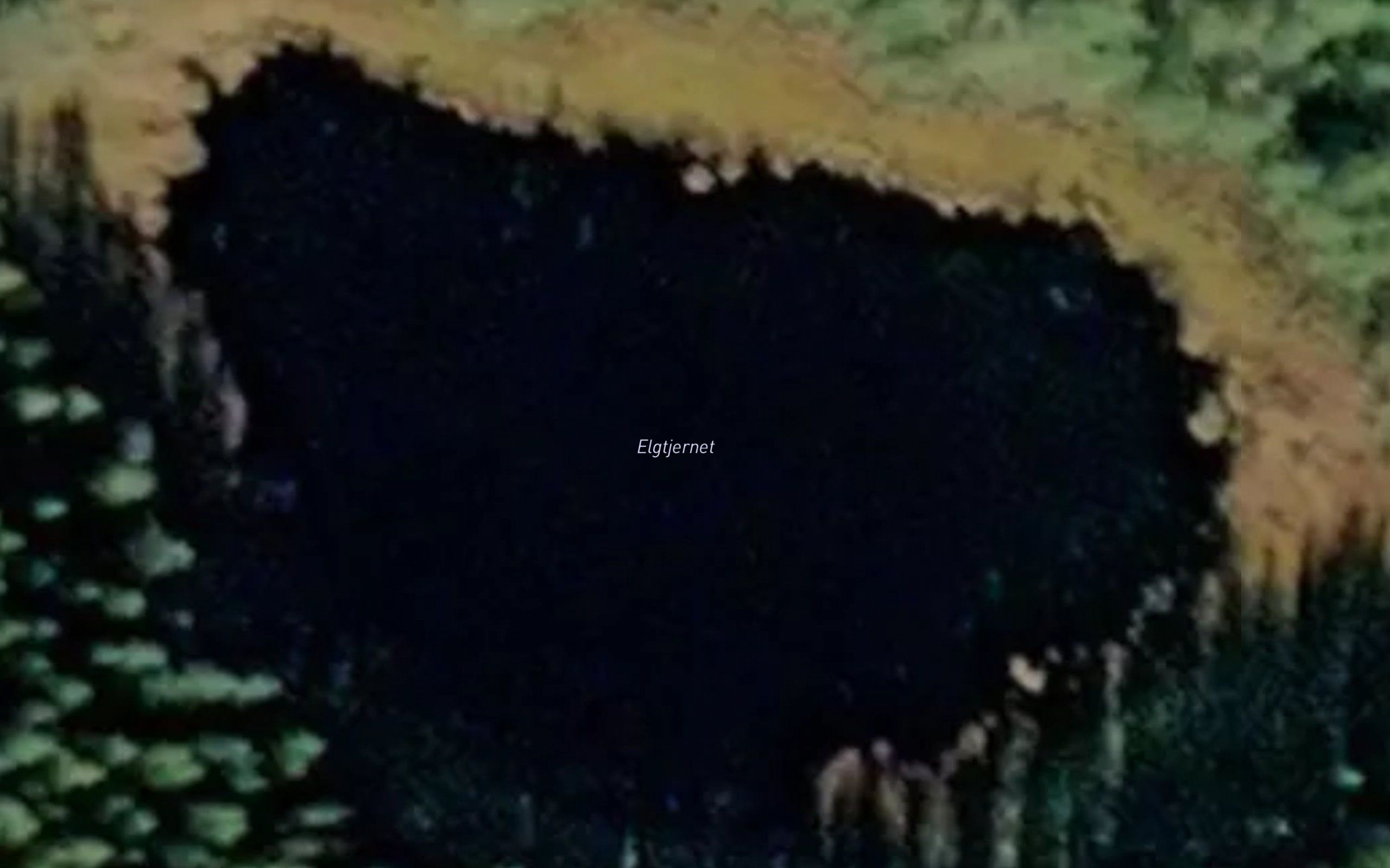 Elgtjennet