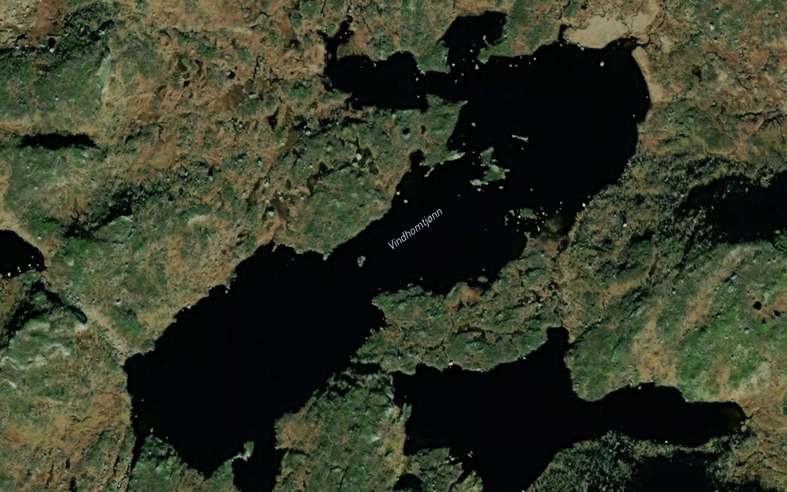 Vindhomtjorni