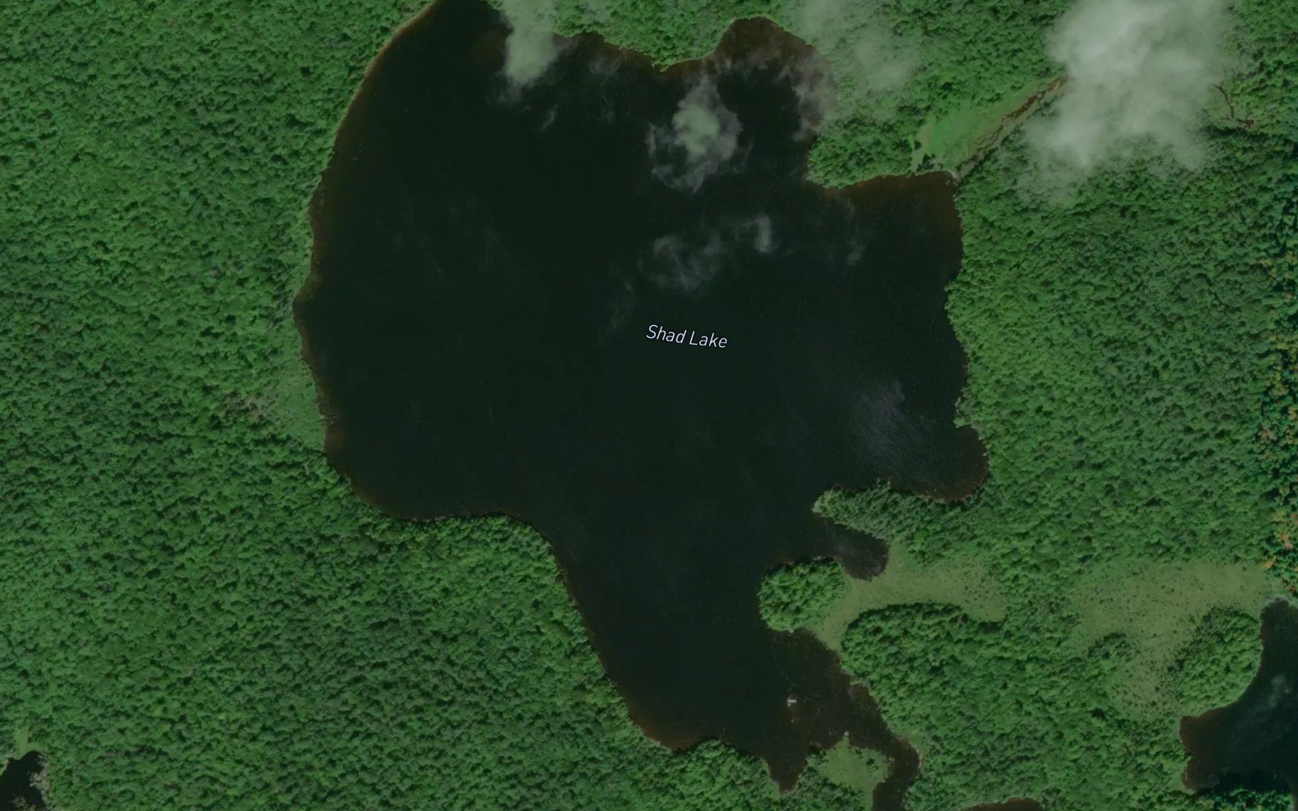 Shad Lake