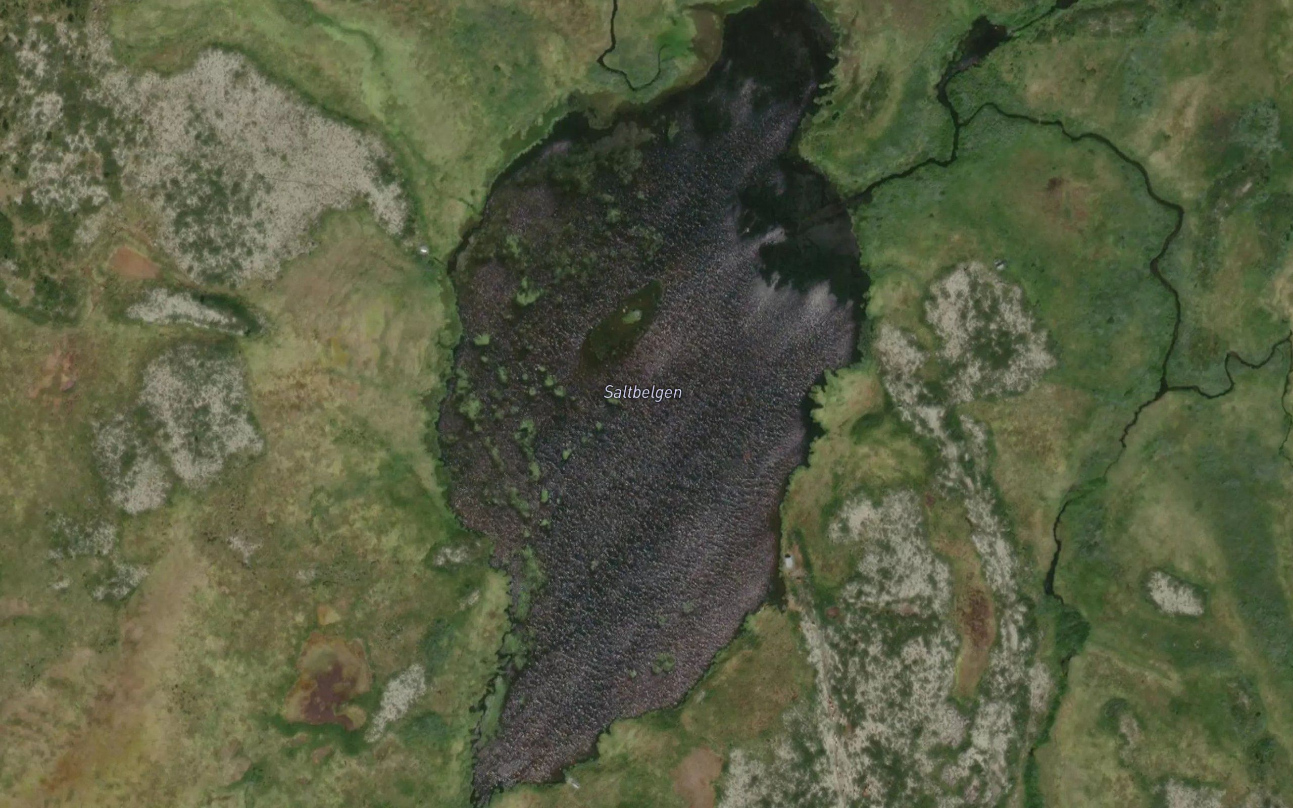 Saltbelgen