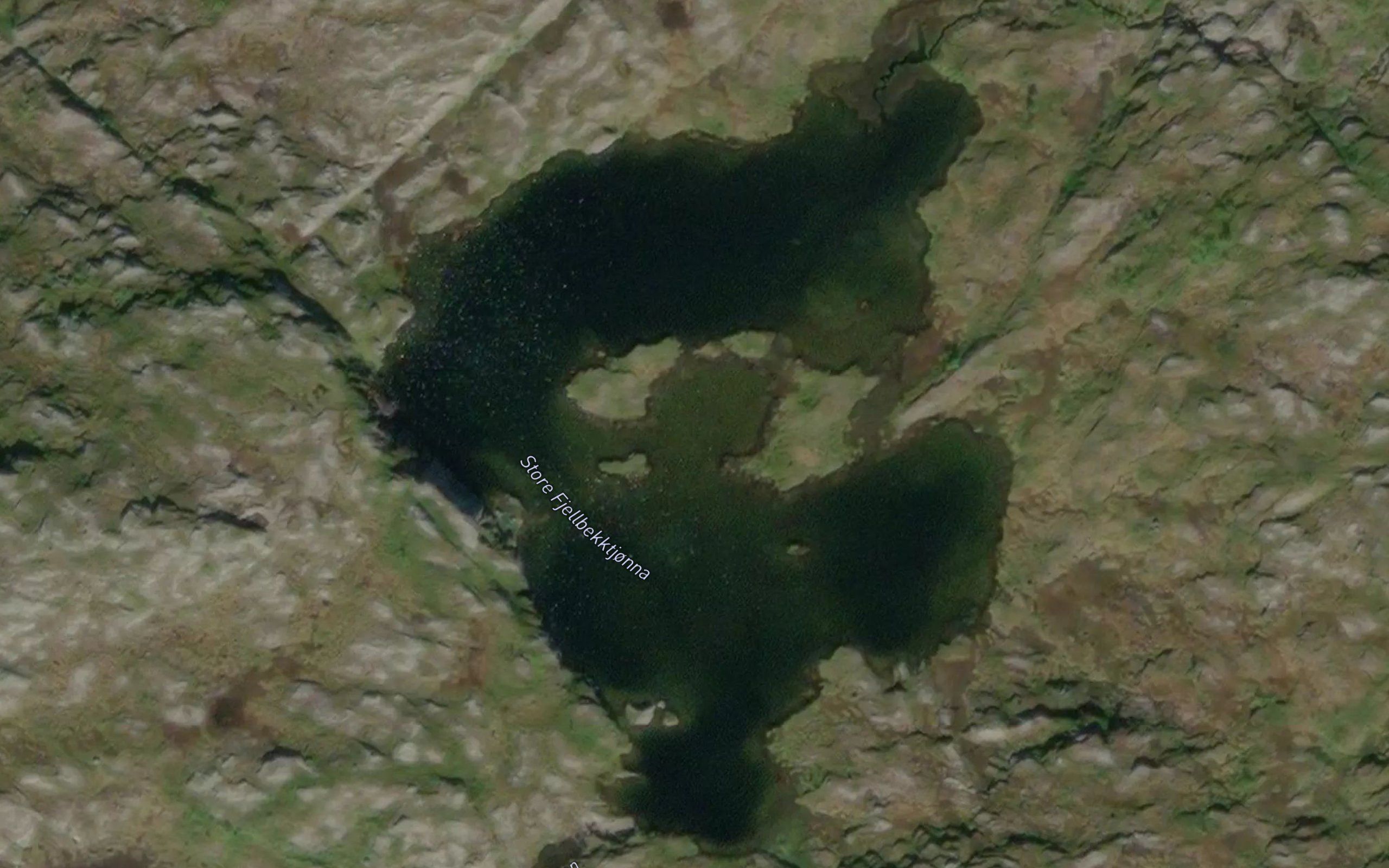 Fjellbekktjorna,store