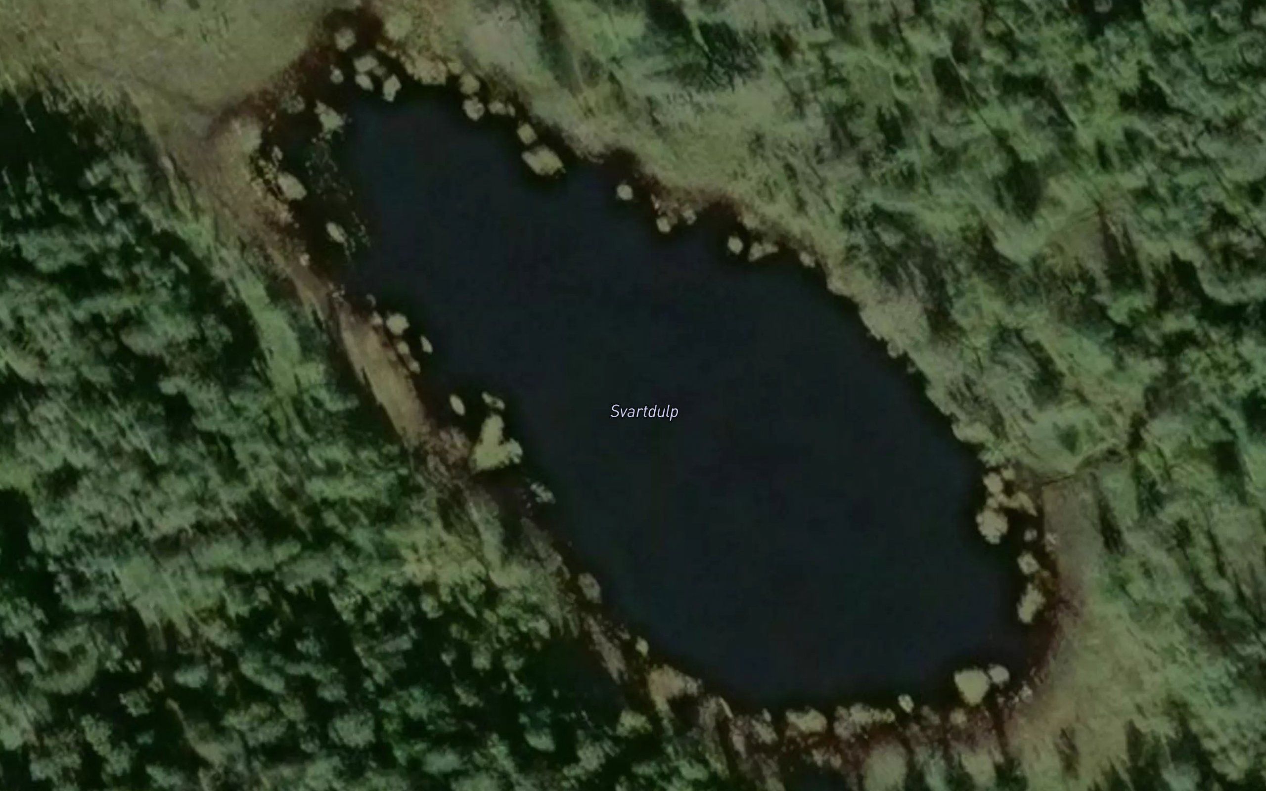 Svartdulp