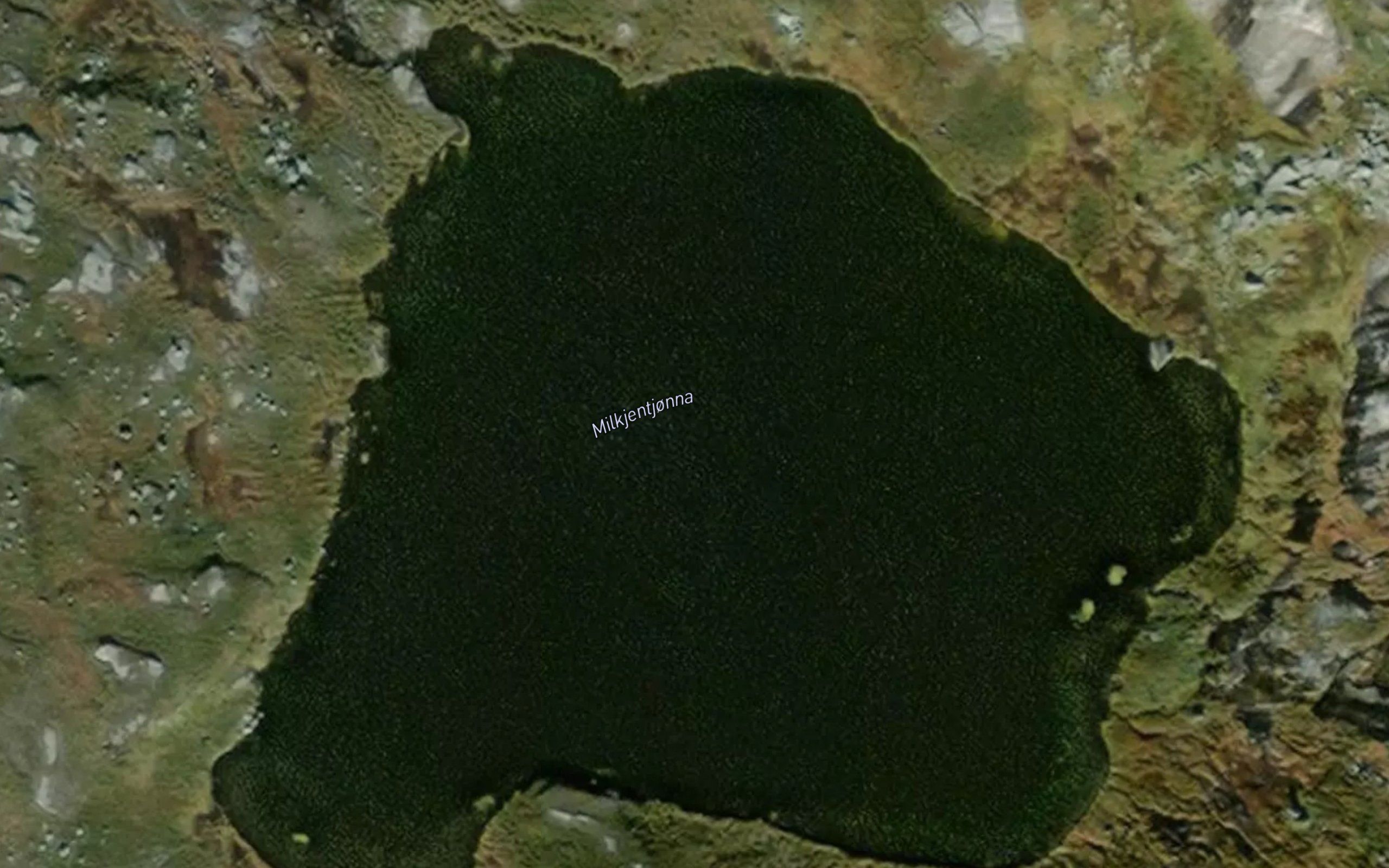 Milkjentjorna
