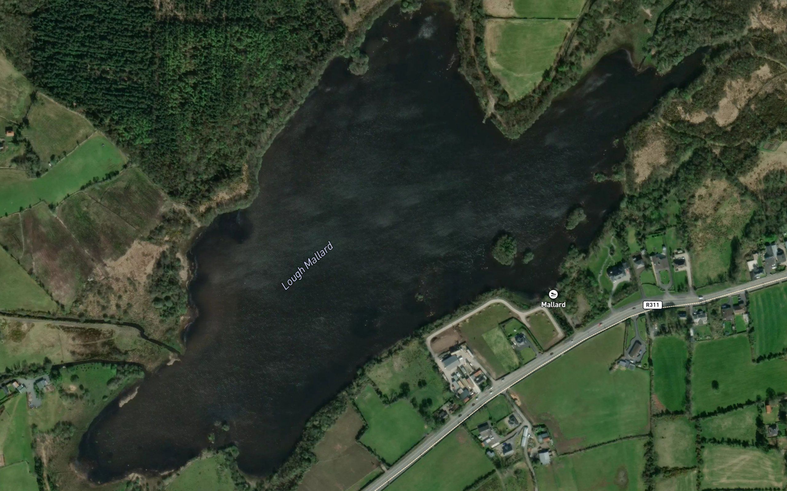 Lough Mallard