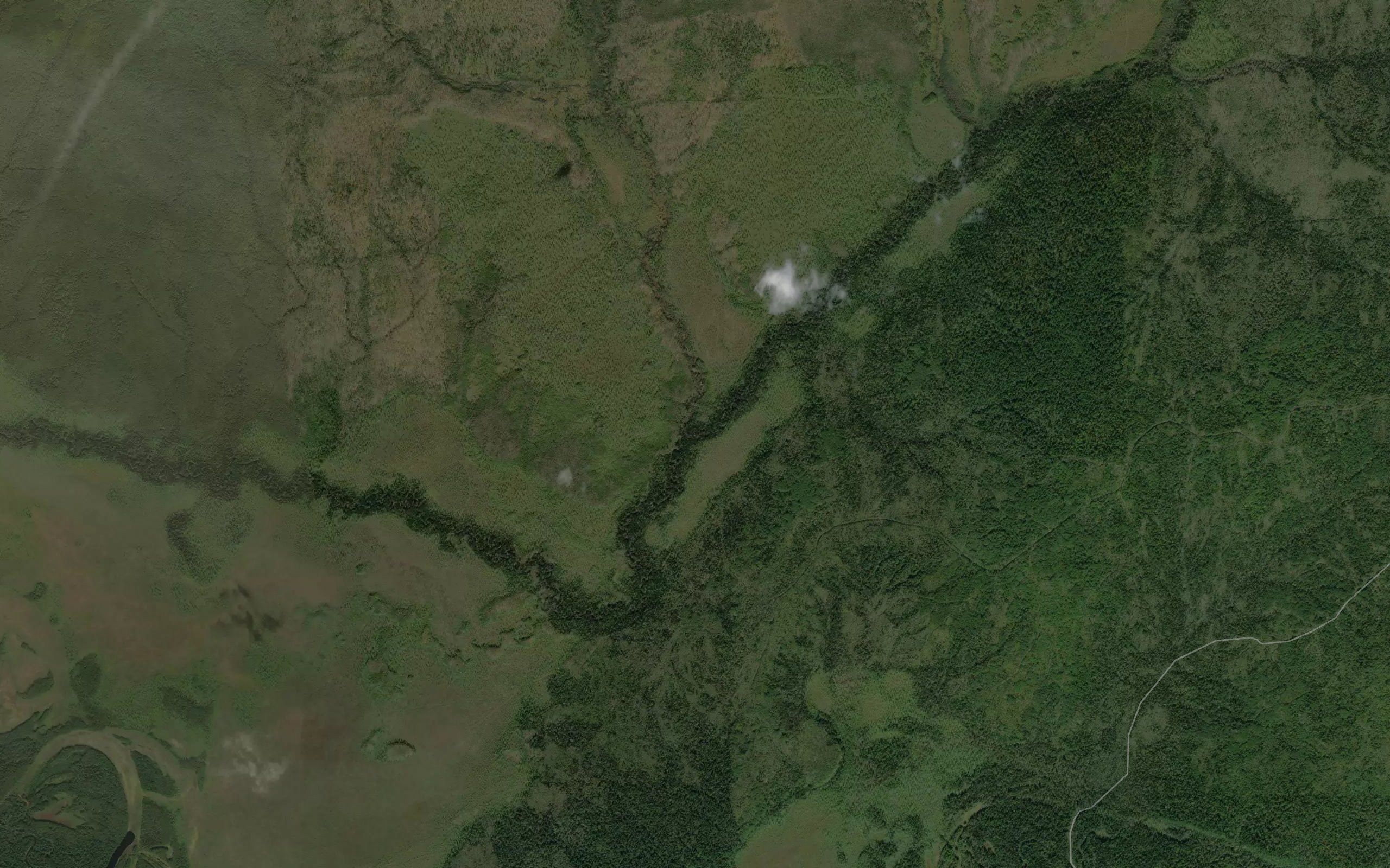 Pravyy Kauri