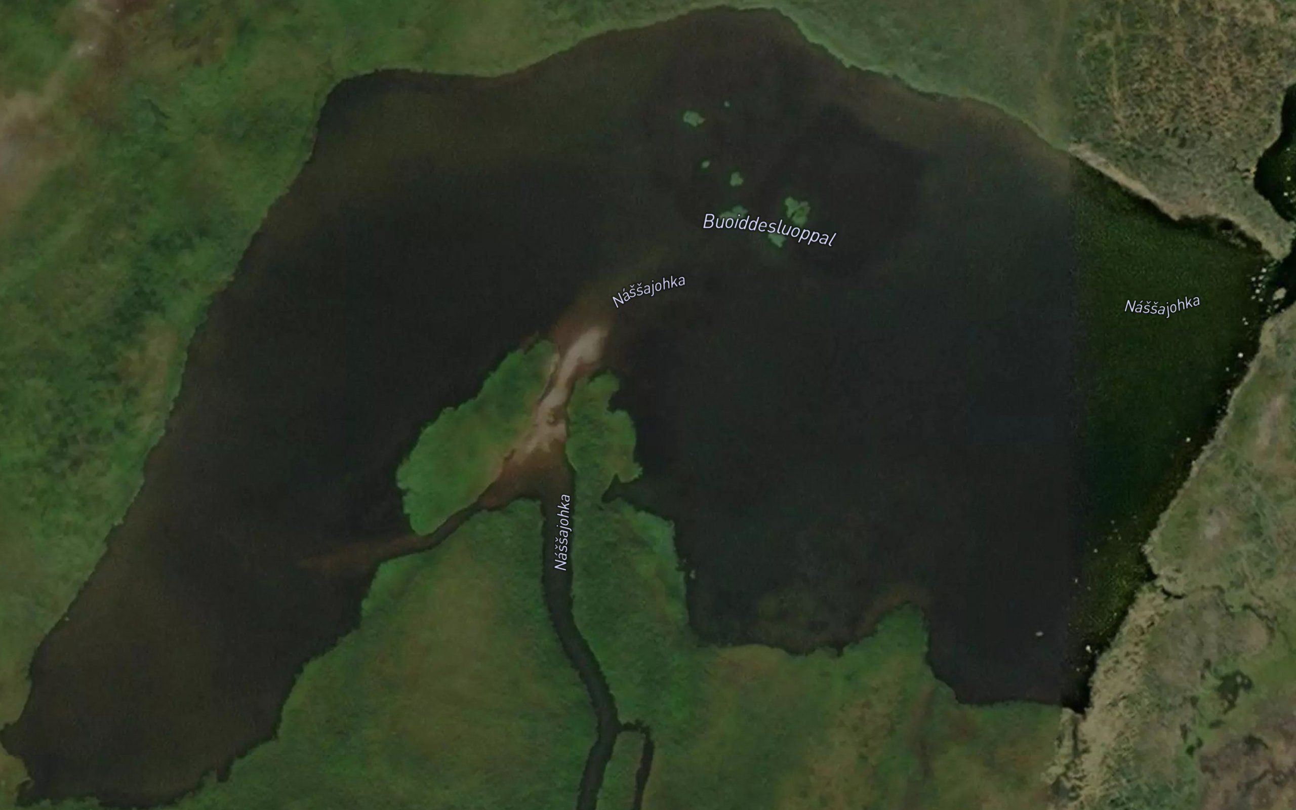 Buoidesluobbal