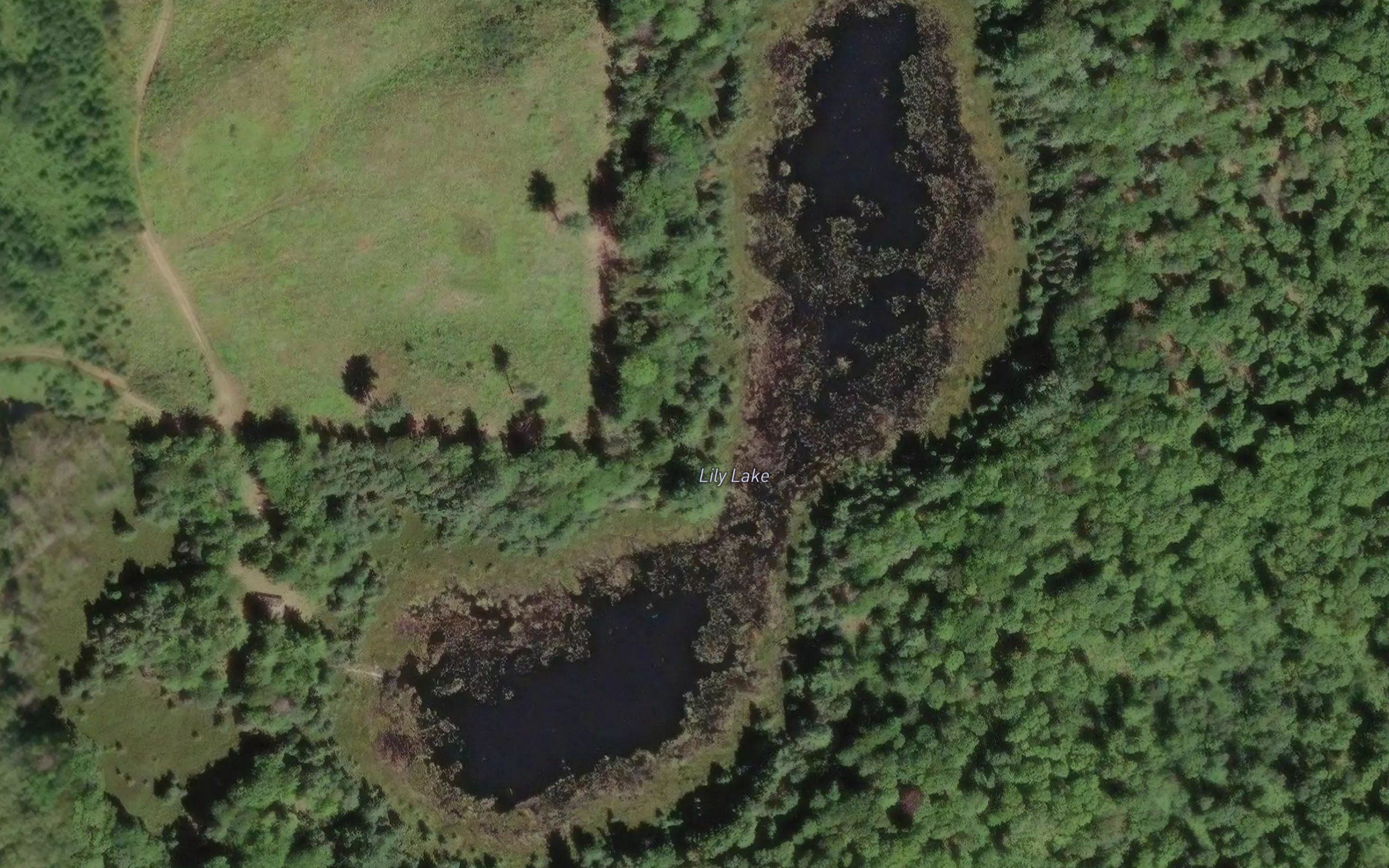 Lily Lake