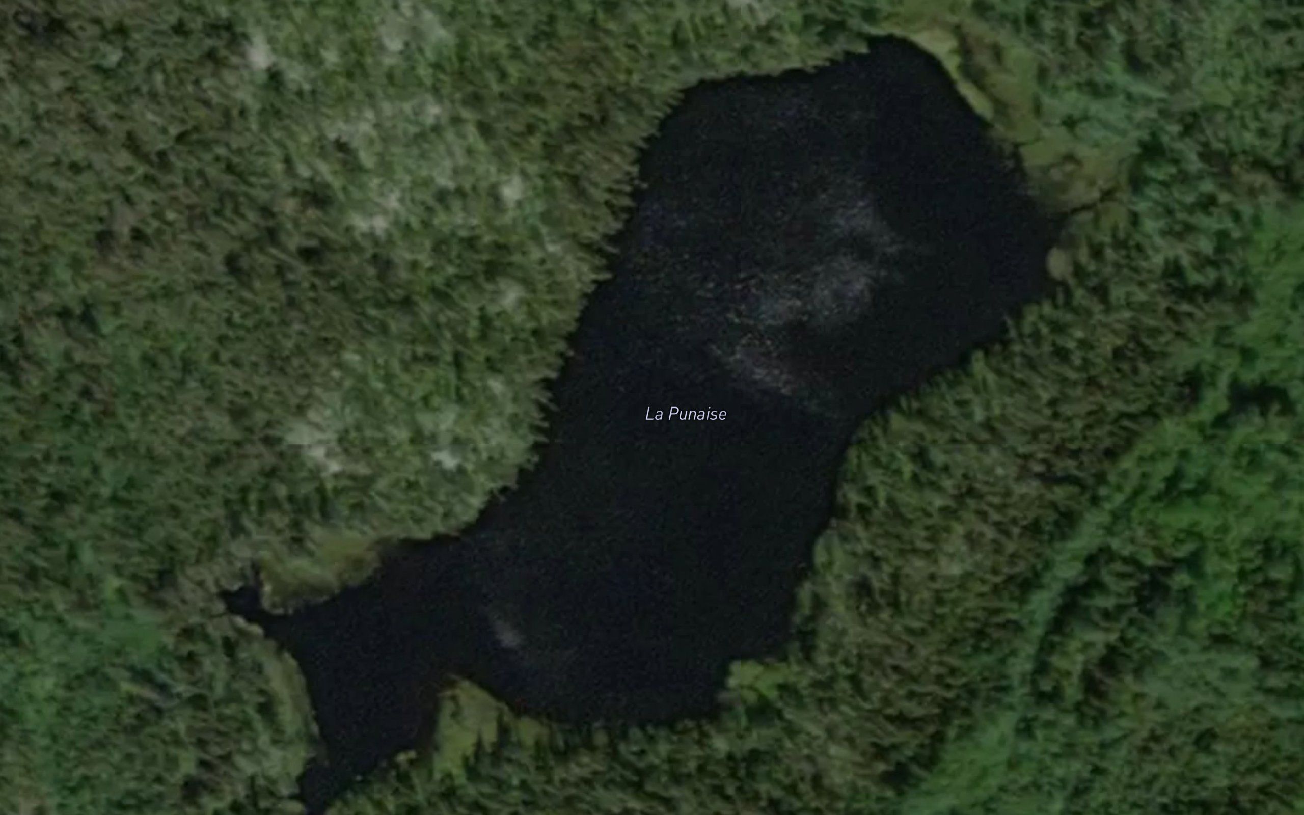 La Punaise