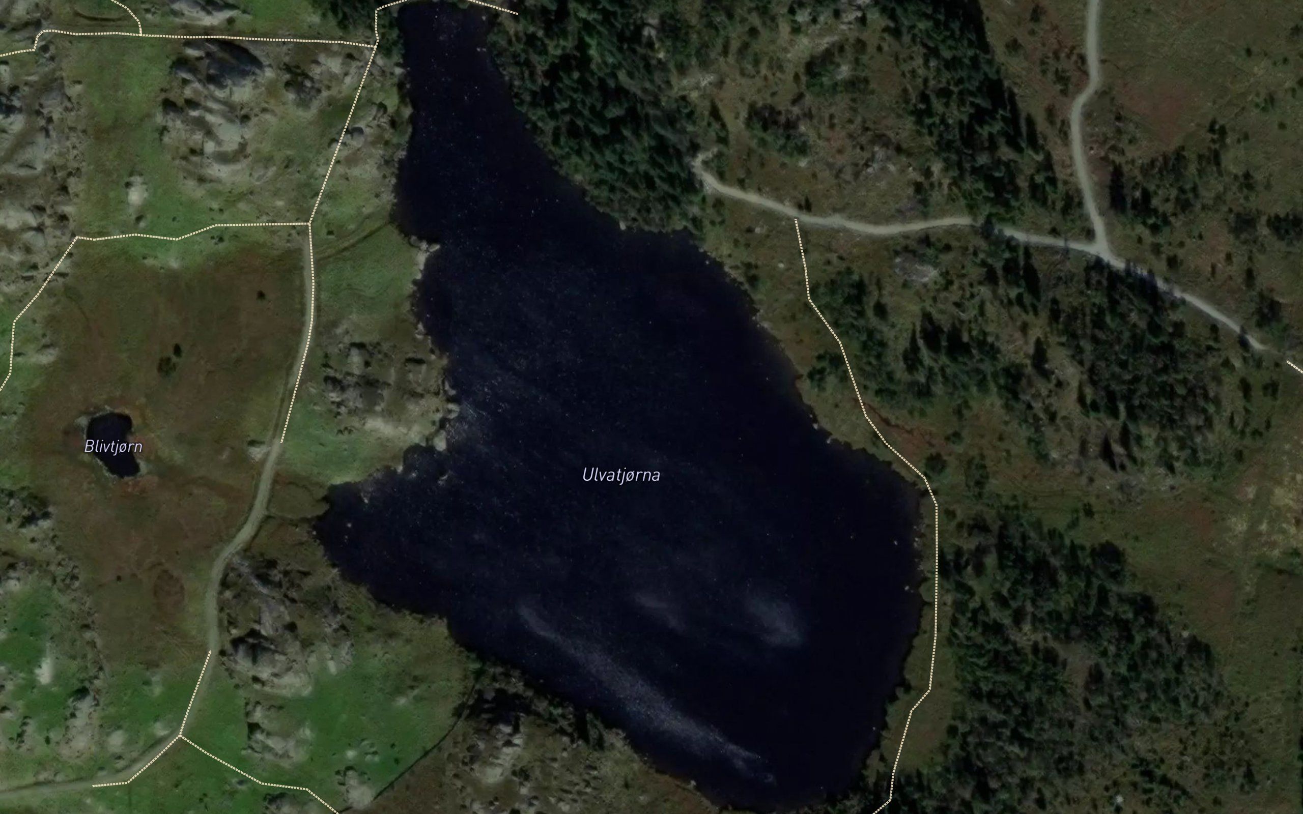 Ulvetjorn
