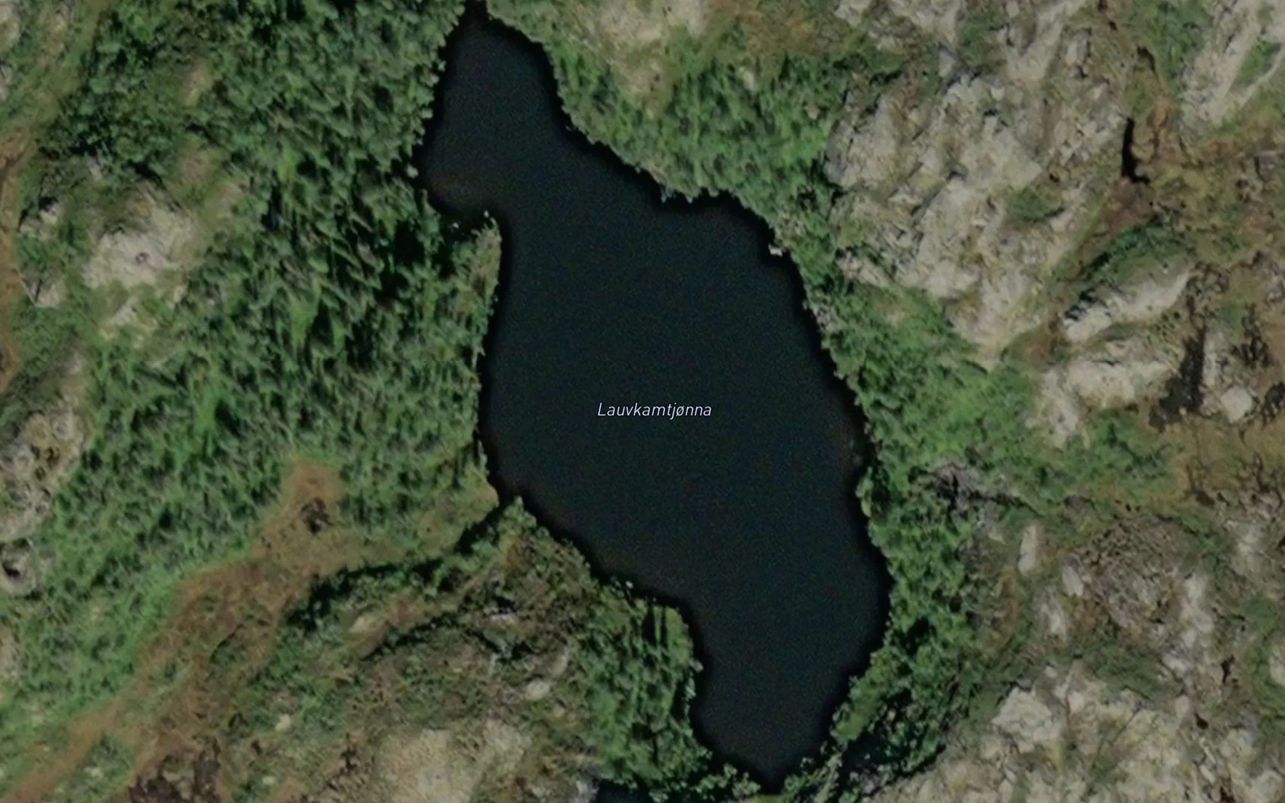 Lauvkamtjorna