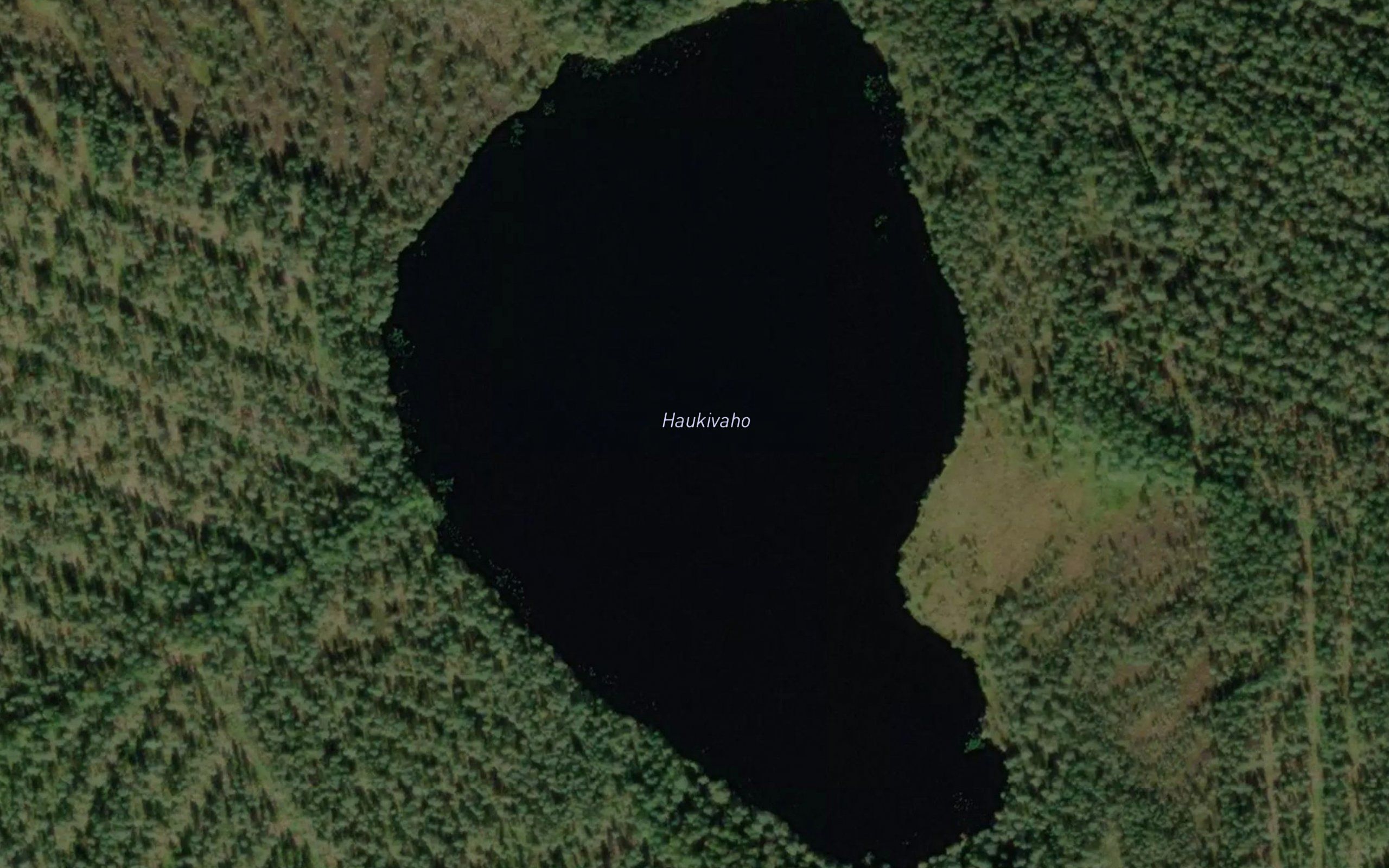 Haukivaho