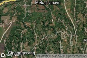 Ci Kamuning