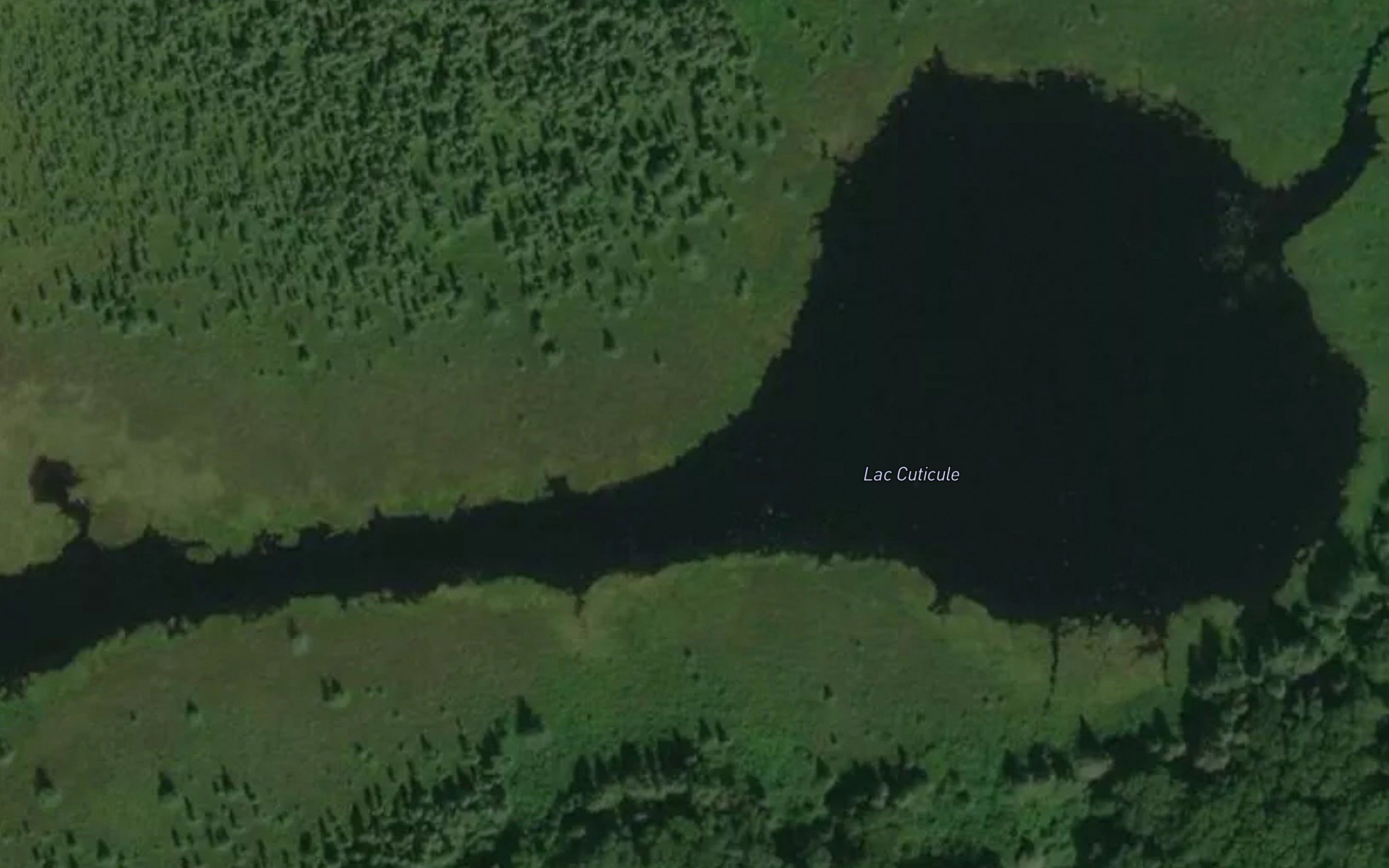 Lac Cuticule