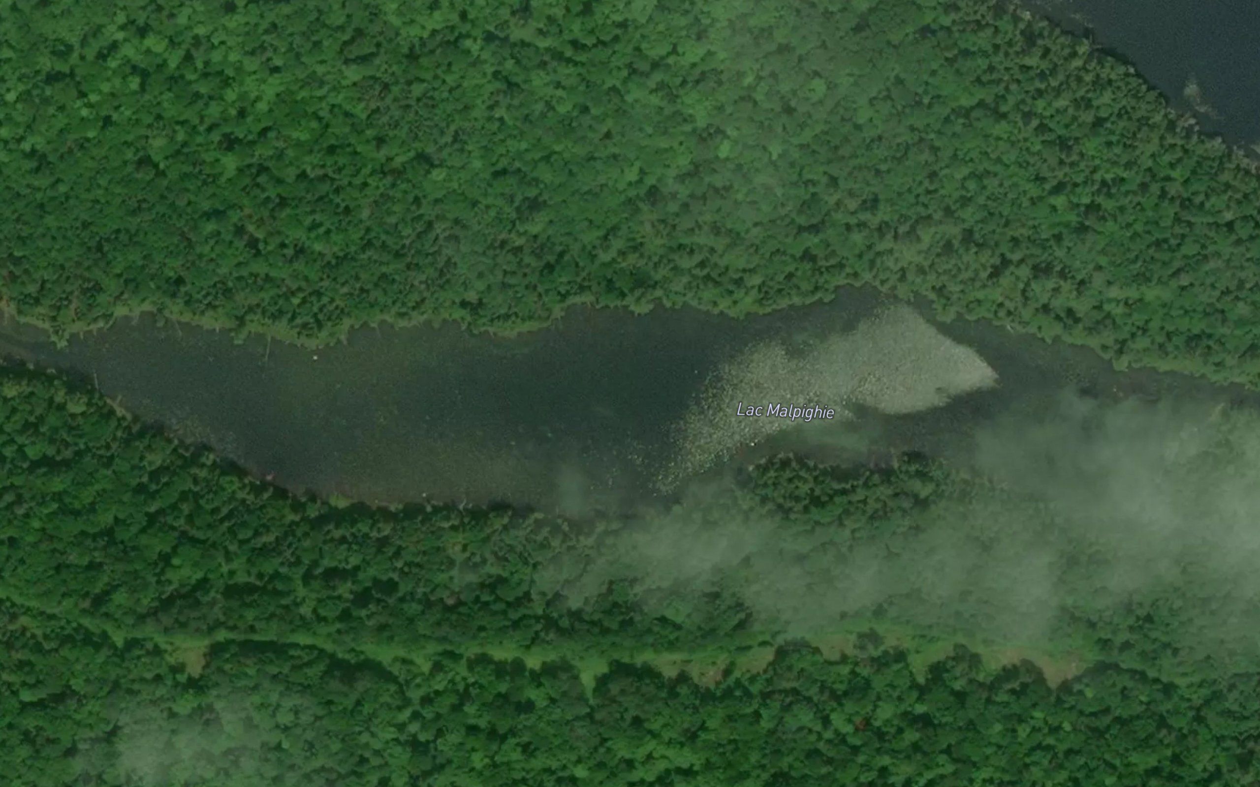 Lac Malpighie