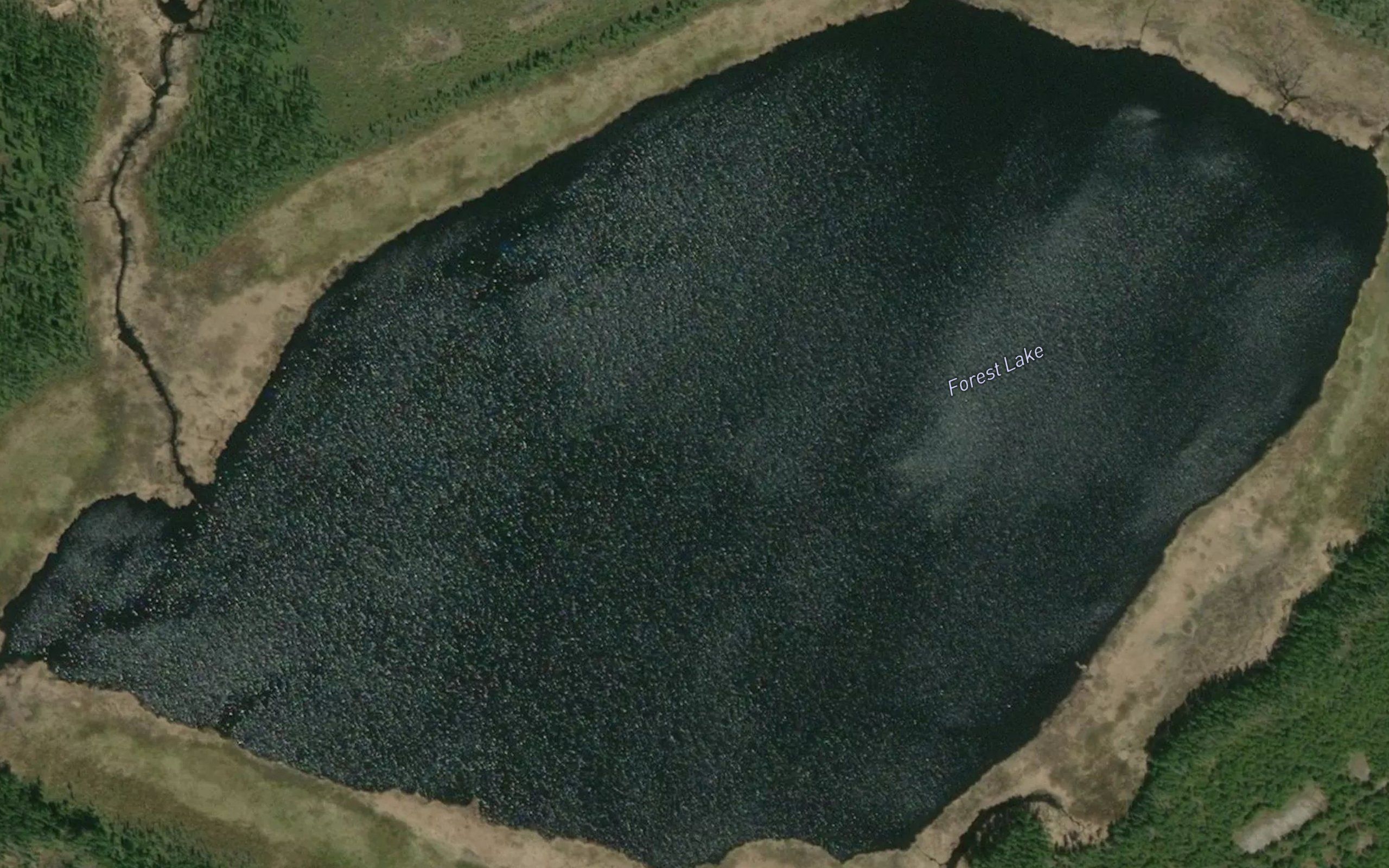 Forest Lake