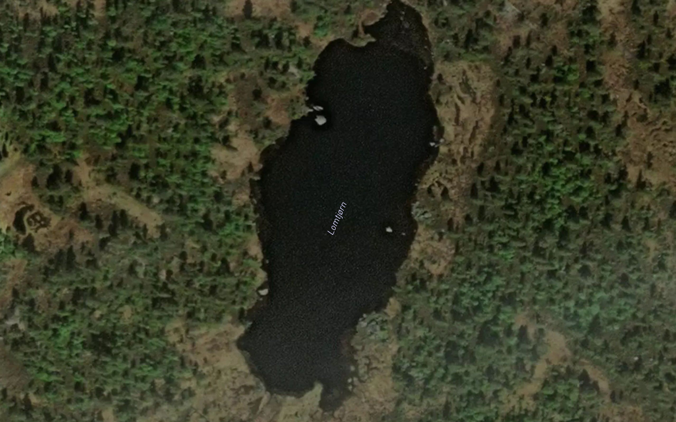 Lomtjorn