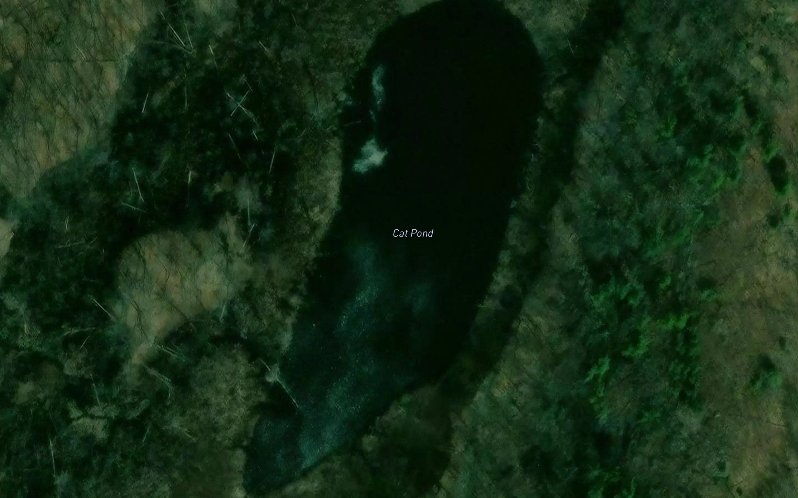 Cat Pond